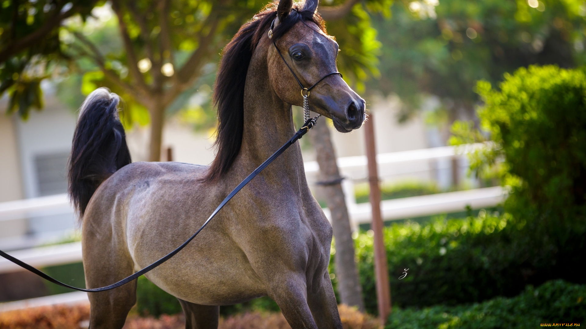 животные, лошади, грация, позирует, красавец, арабский, молодой, конь