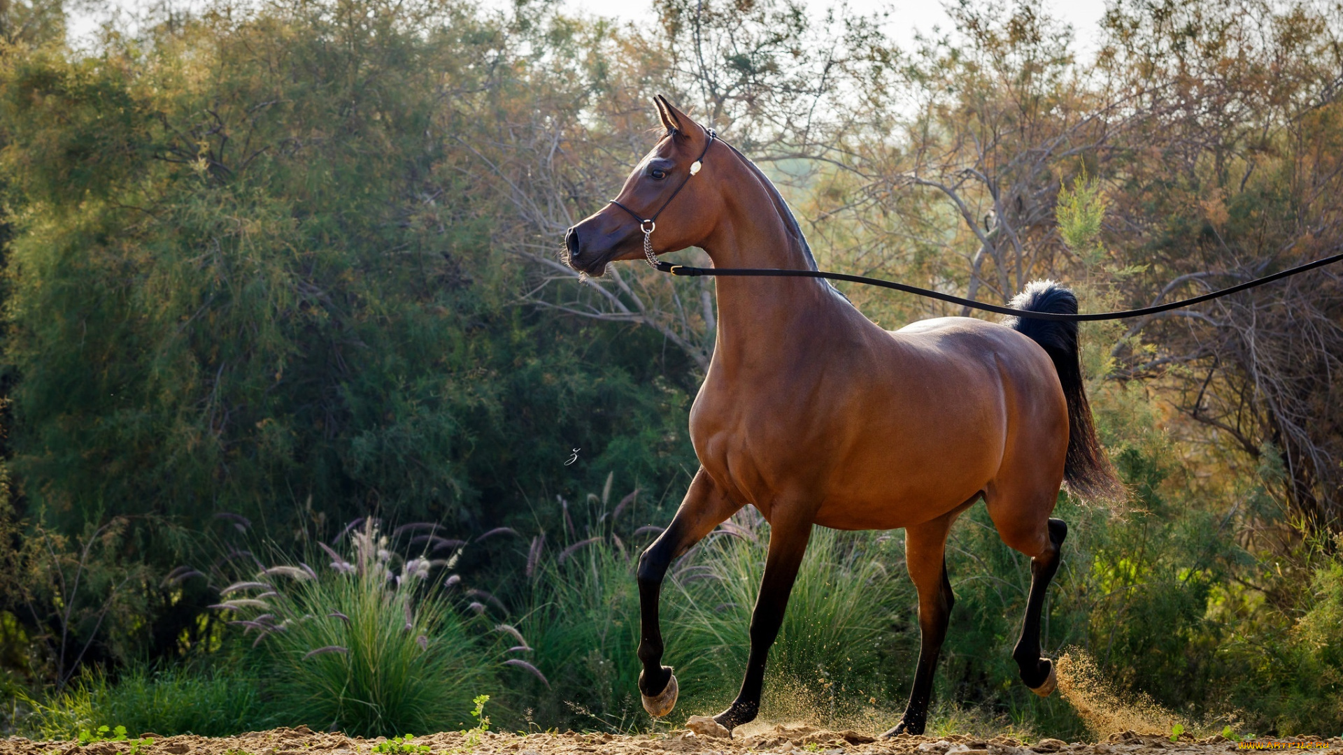 животные, лошади, позирует, движение, гнедой, арабский, жеребец, конь
