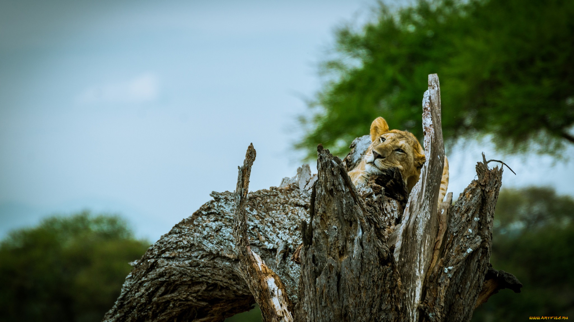 животные, львы, морда, львица, лежит