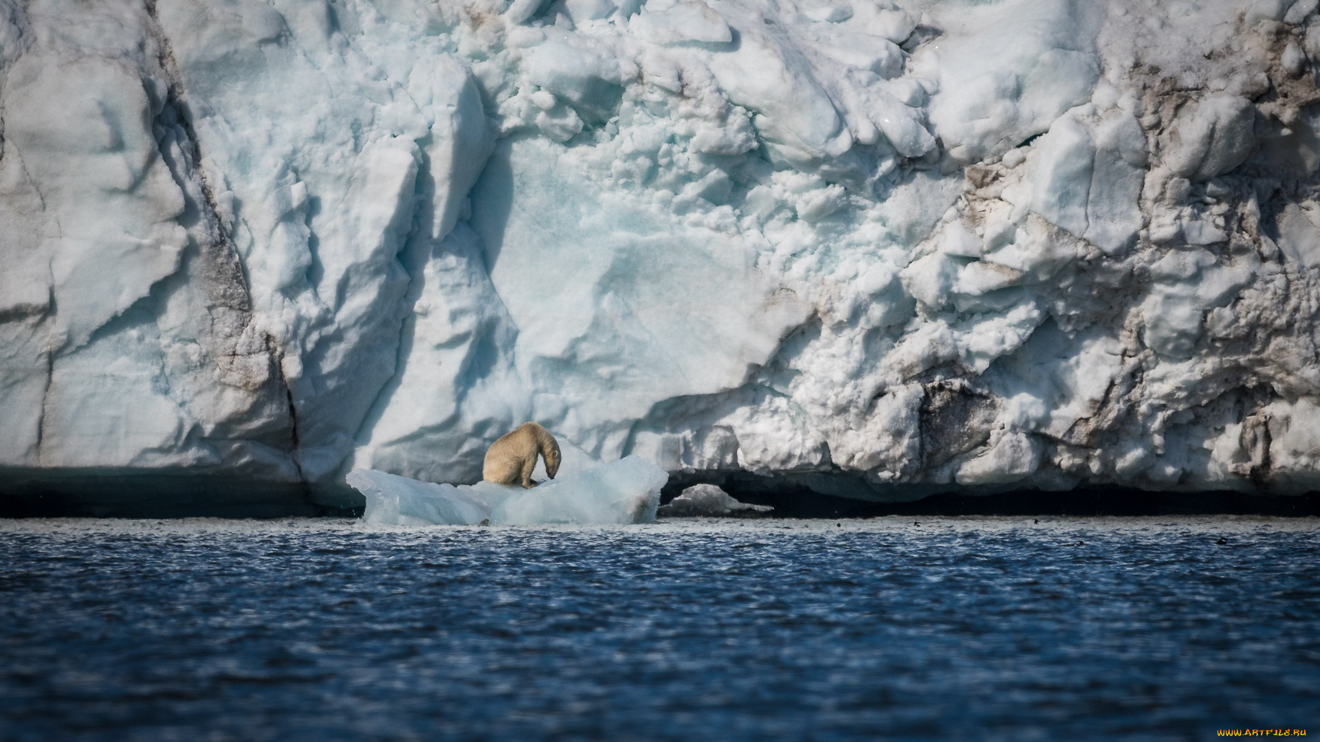 животные, медведи, льдины, море, айсберг, снег, лёд, хищник, полярный, белый