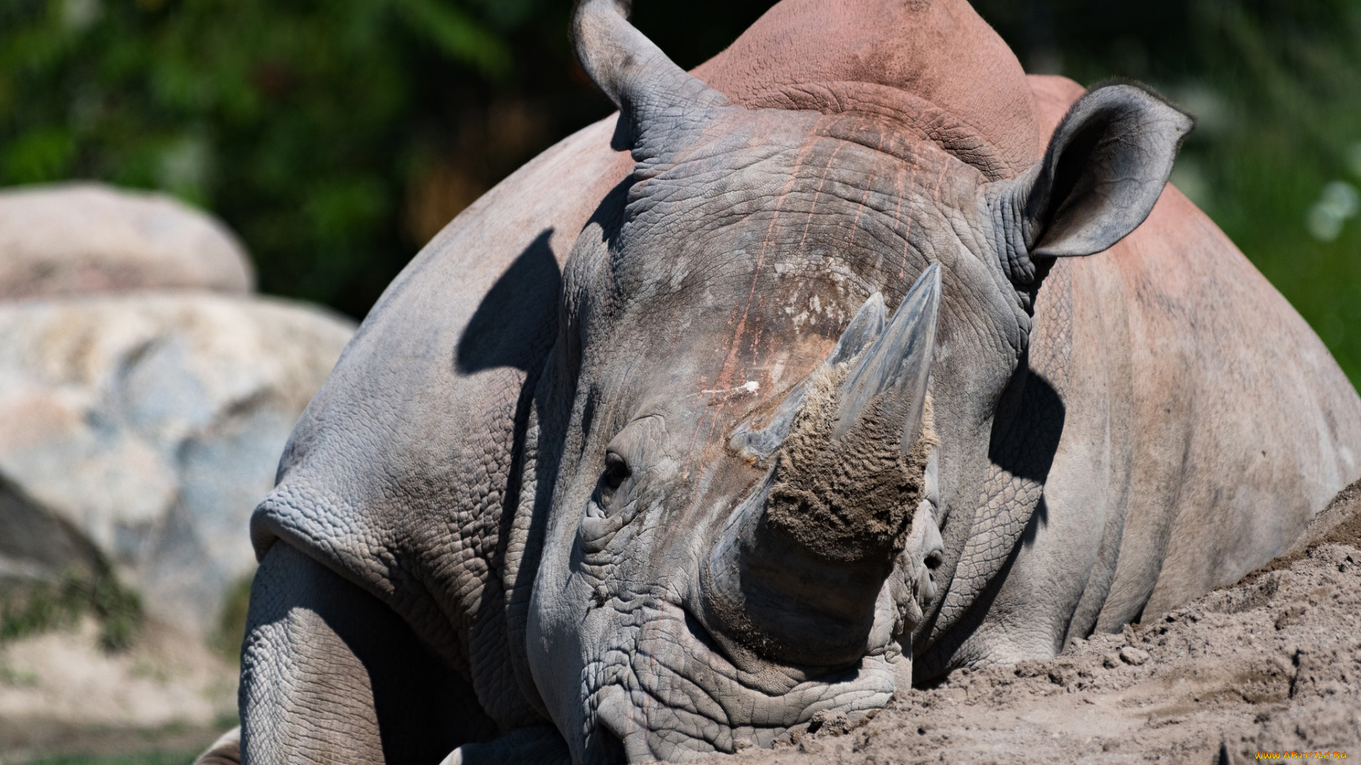 животные, носороги, морда, мощь, рог