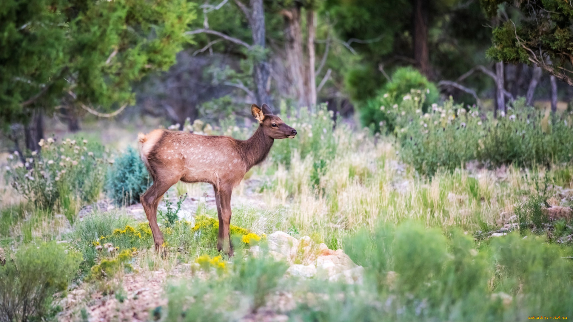 животные, олени, оленёнок, лес, грация, окрас, детёныш