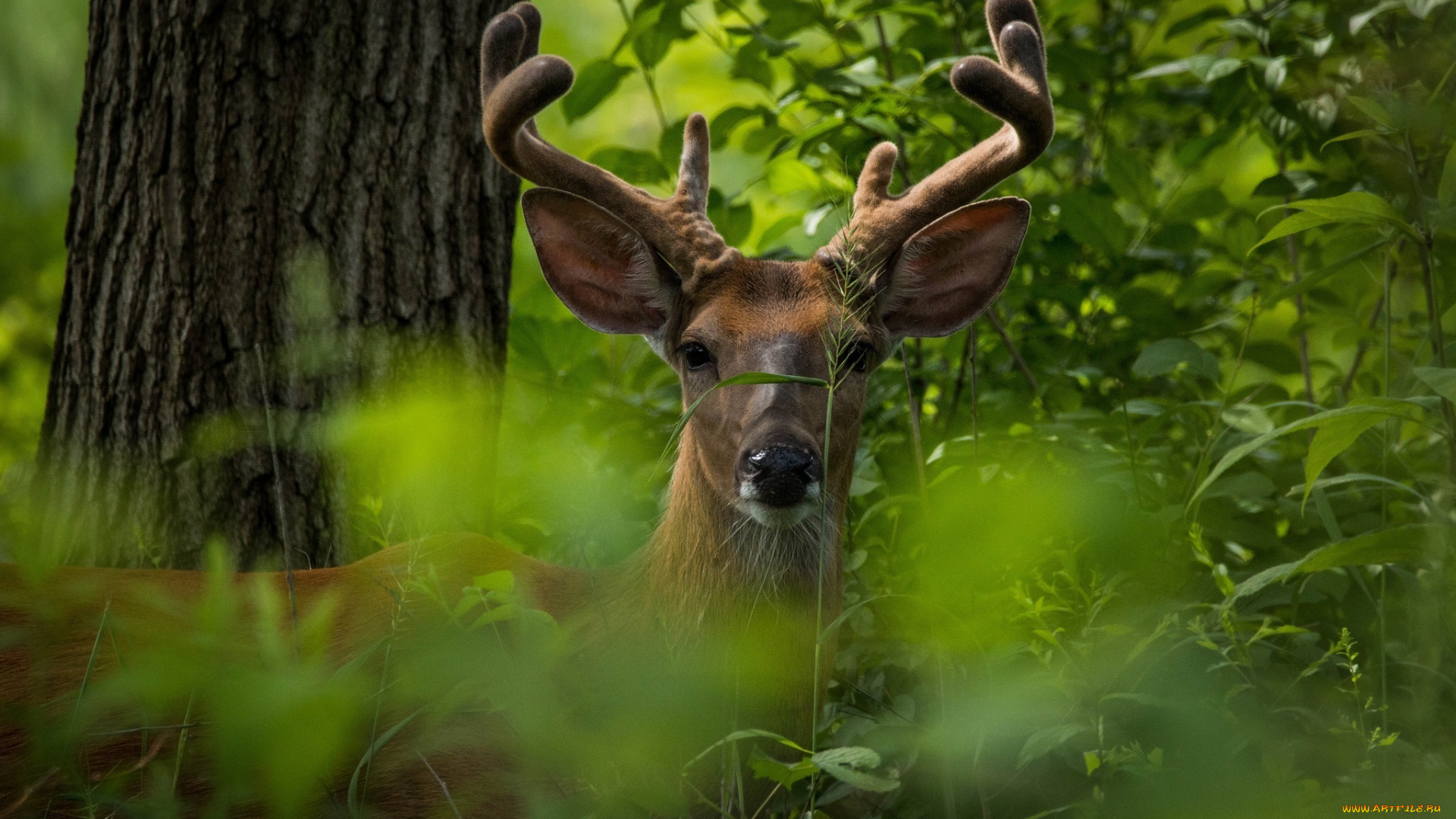 животные, олени, заросли, внимание, морда, рога, дерево, лес