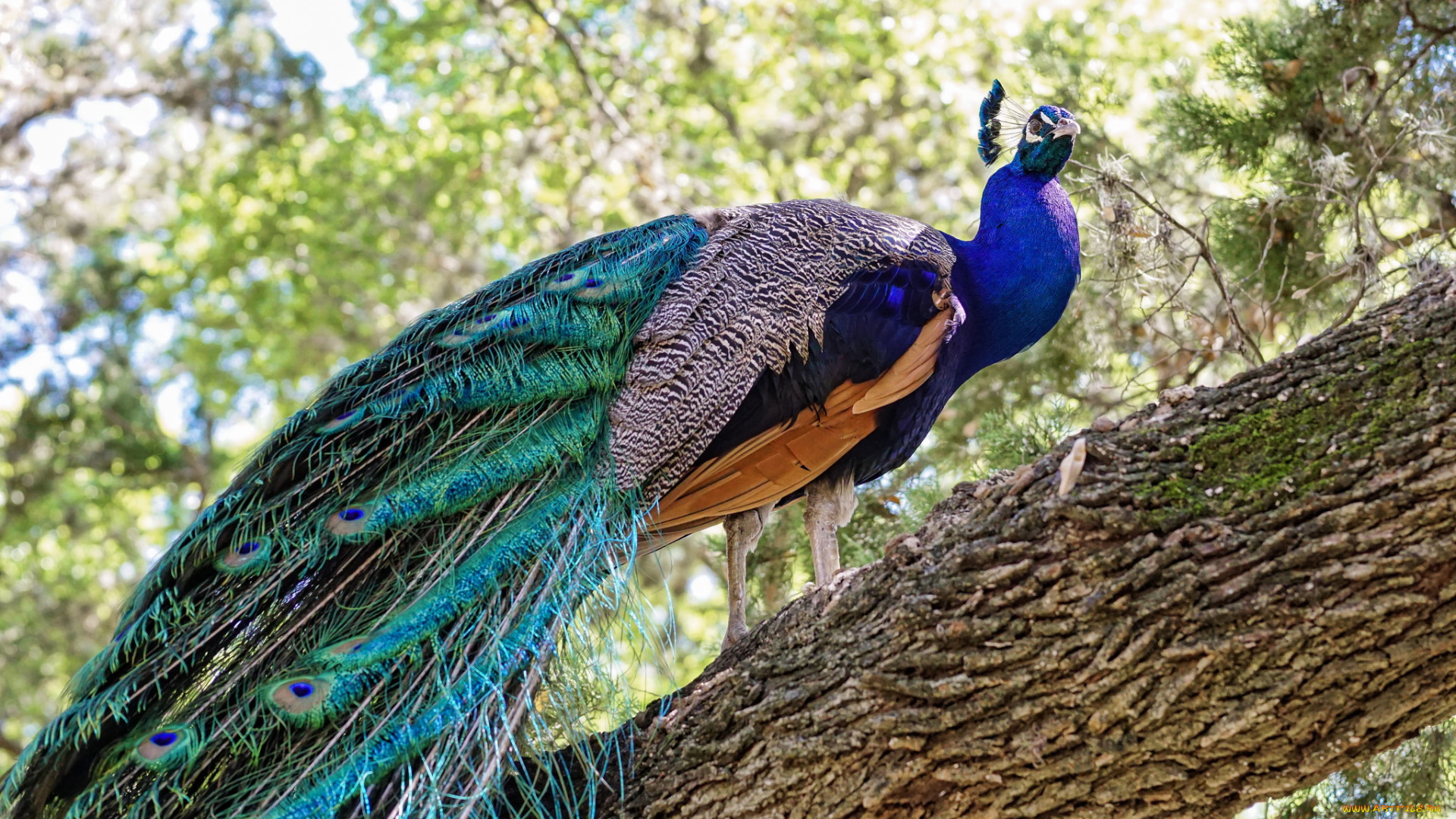 животные, павлины, дерево, павлин, птица, природа