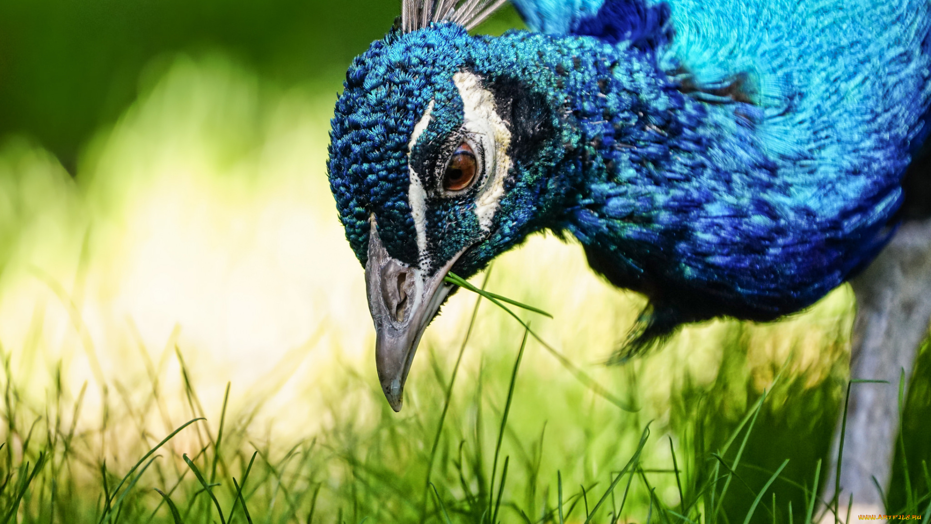 животные, павлины, травка, макро, павлин, птица, природа