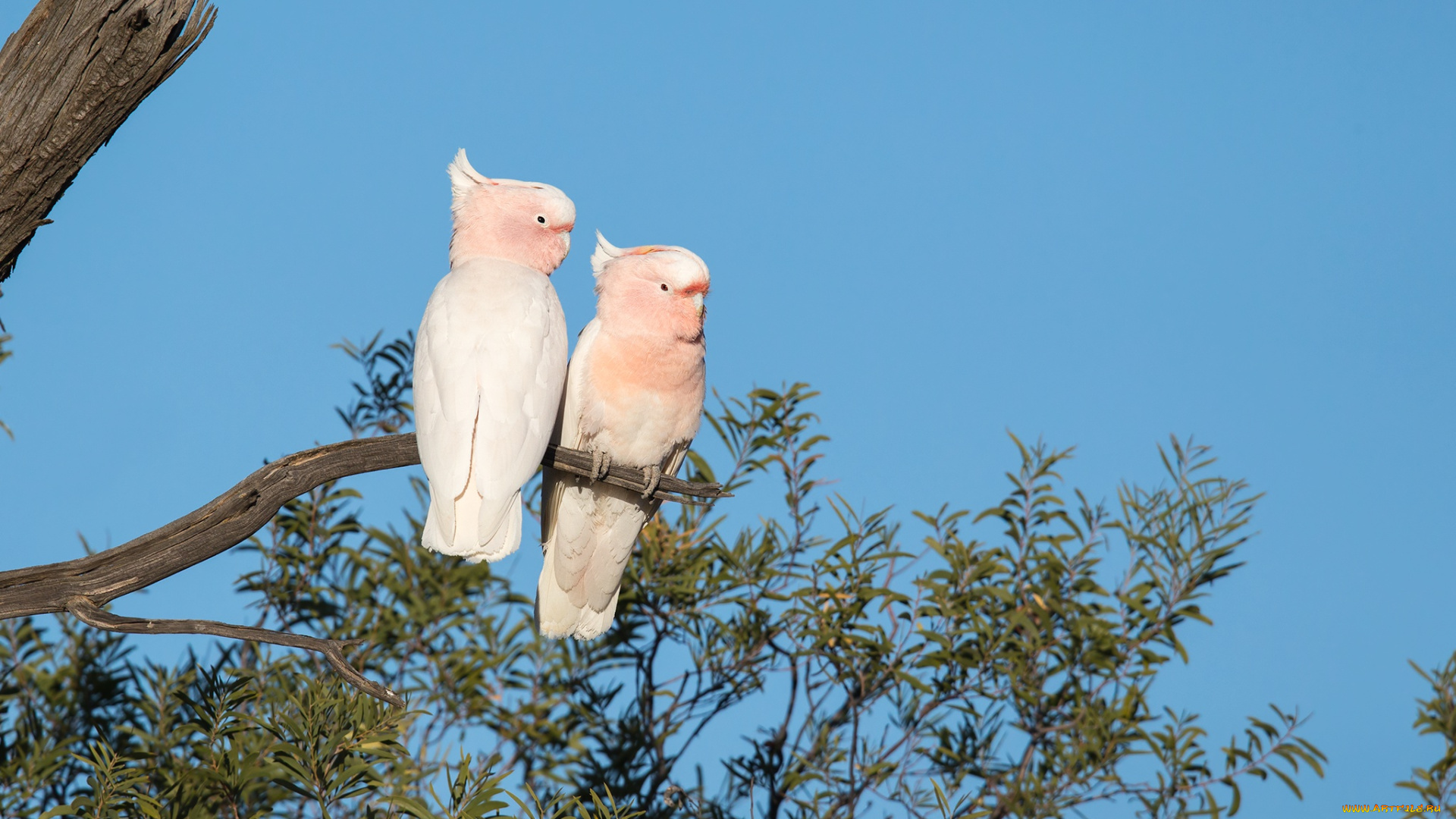 животные, попугаи, природа, дерево, птицы, ветки