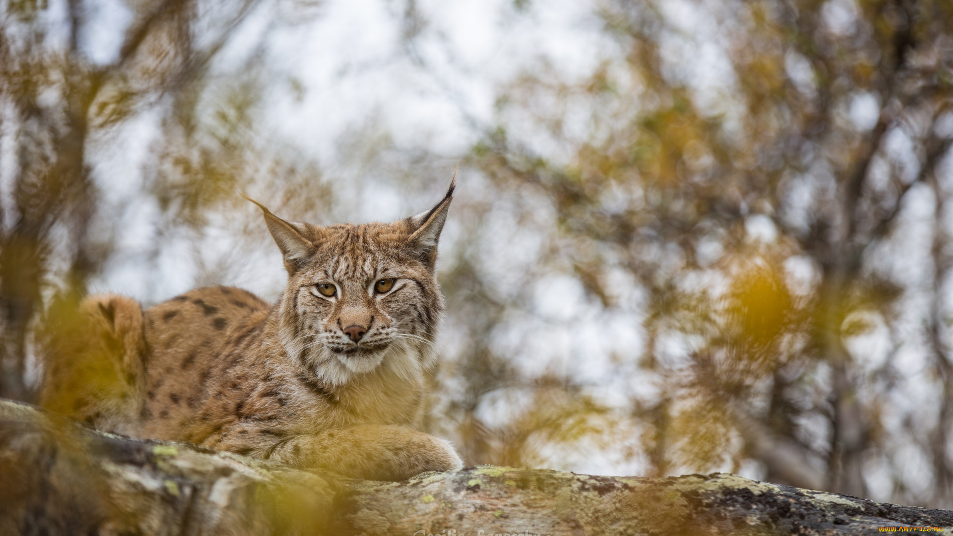 животные, рыси, грация, камень, лежит, хищник, кошка