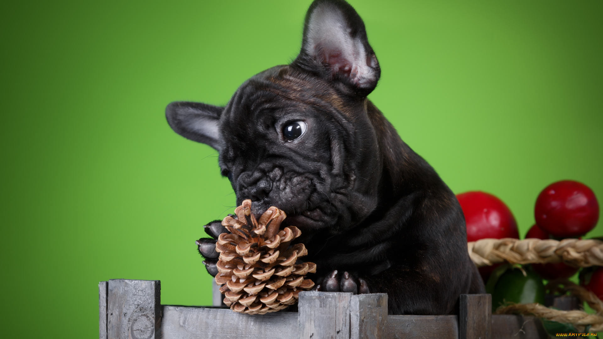 животные, собаки, фон, ящик, шишка, щенок