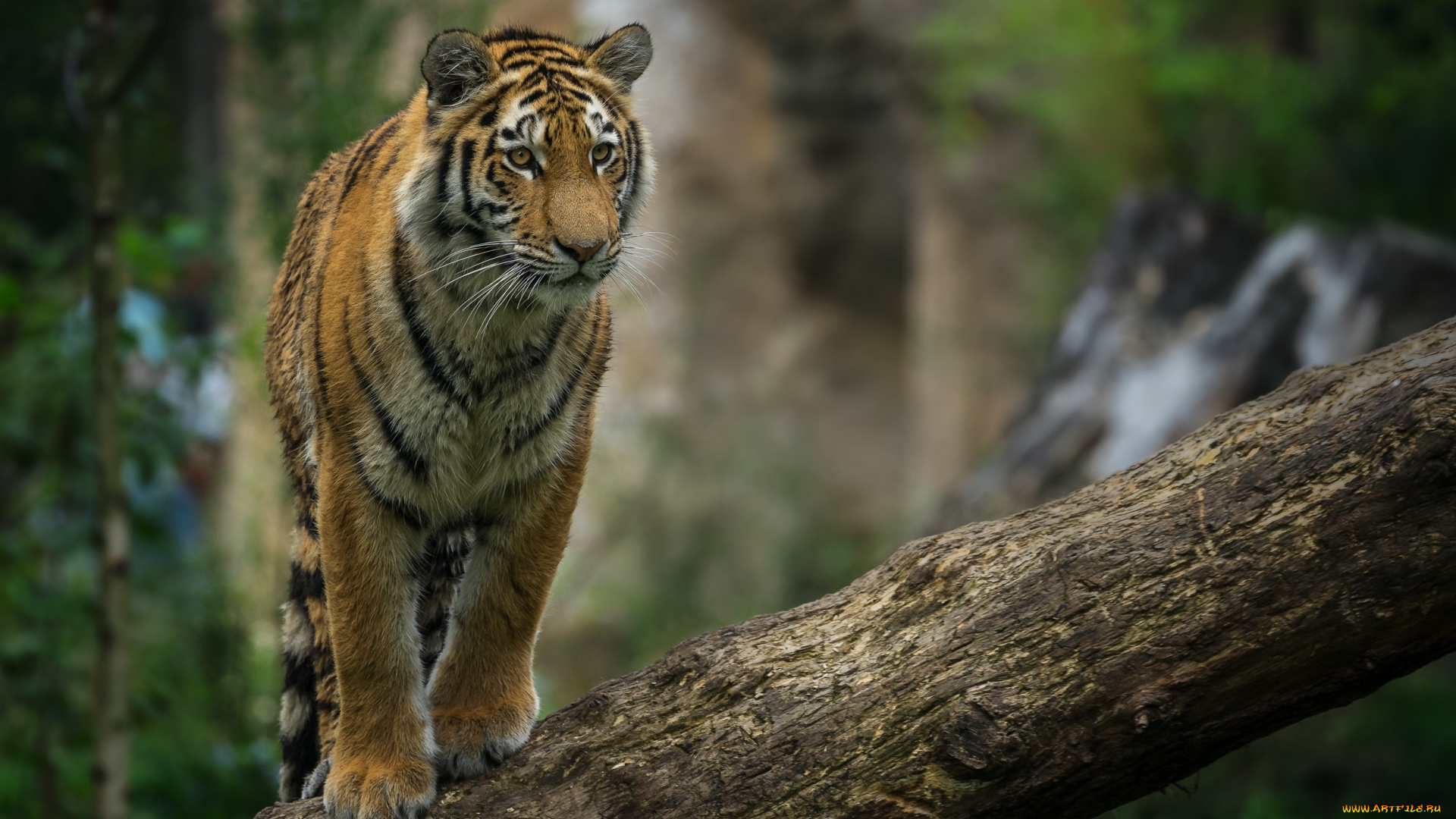 животные, тигры, детёныш, подросток, молодой, бревно, позирует, морда, красавец