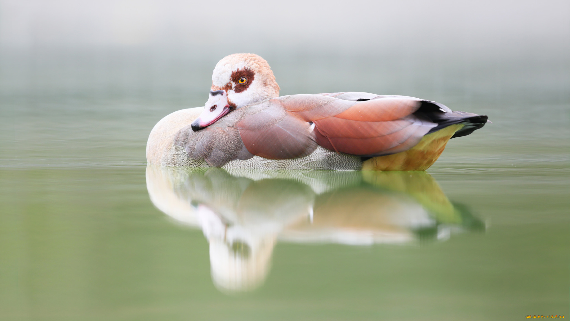 животные, утки, озеро, природа, птица, утка