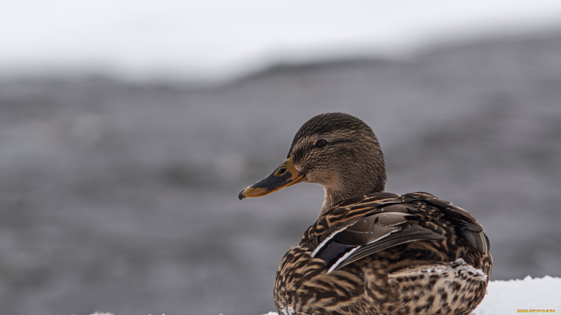 животные, утки, снег, оперение, птица, клюв, профиль