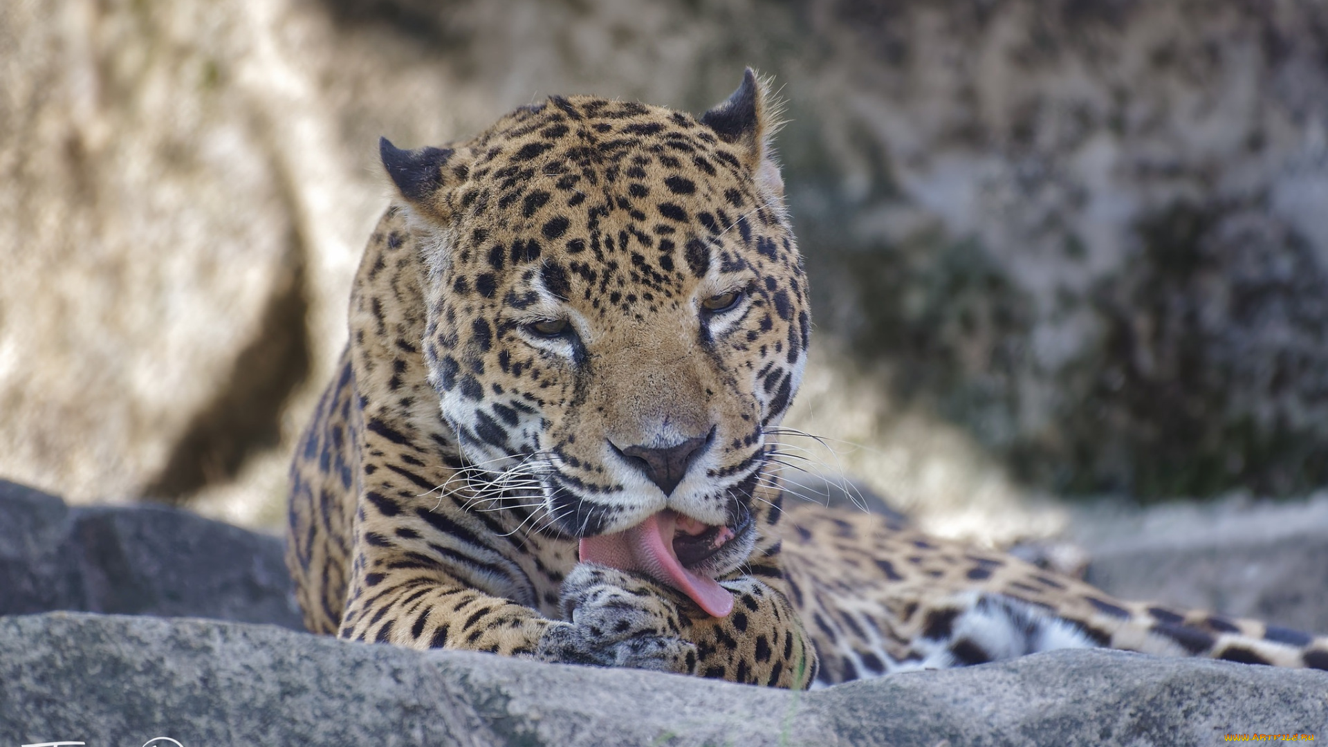 животные, Ягуары, умывание, лапа, язык, хищник, морда, кошка