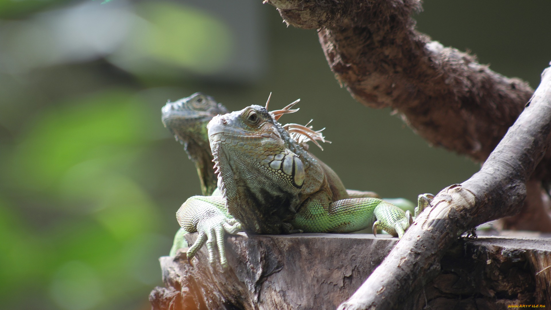 животные, Ящерицы, , игуаны, , вараны, природа, дерево, игуана, Ящерица