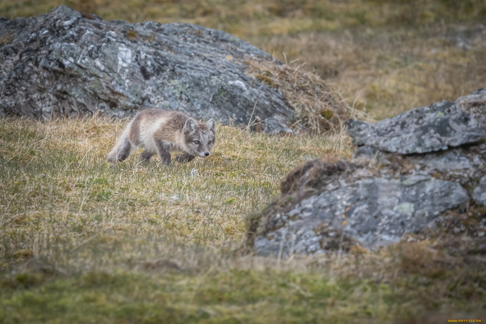 животные, песцы, охота, трава, засада, подкрадывается, хищник, полярный
