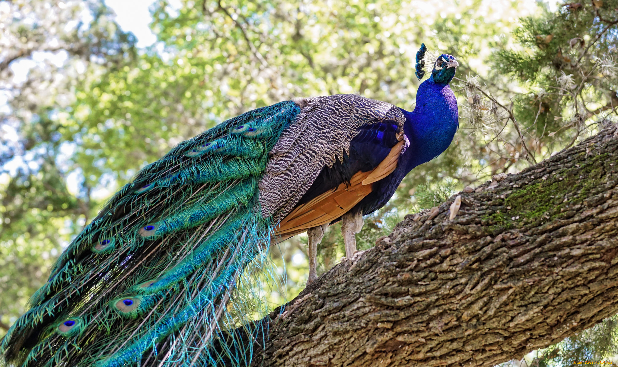 животные, павлины, дерево, павлин, птица, природа
