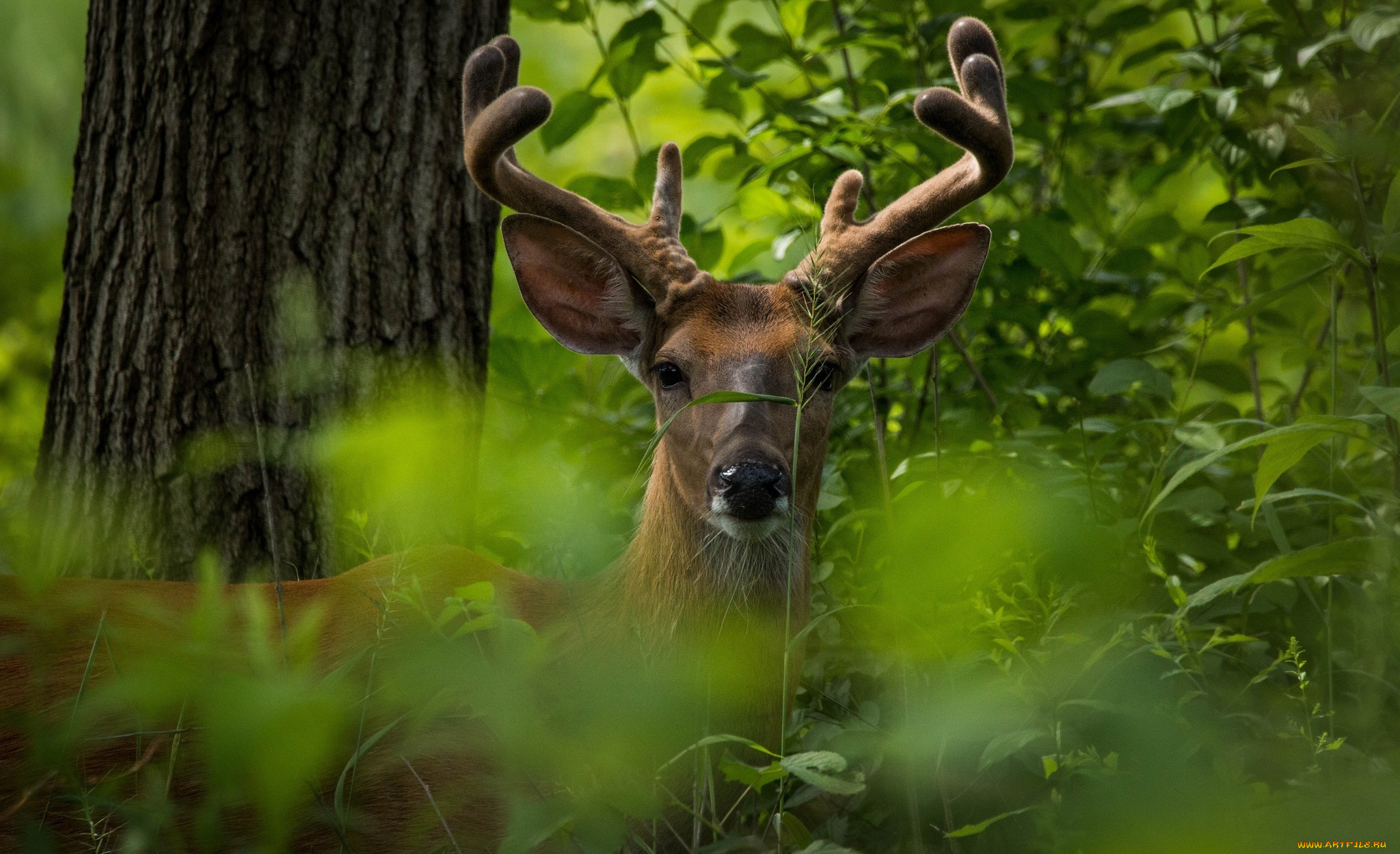 животные, олени, заросли, внимание, морда, рога, дерево, лес
