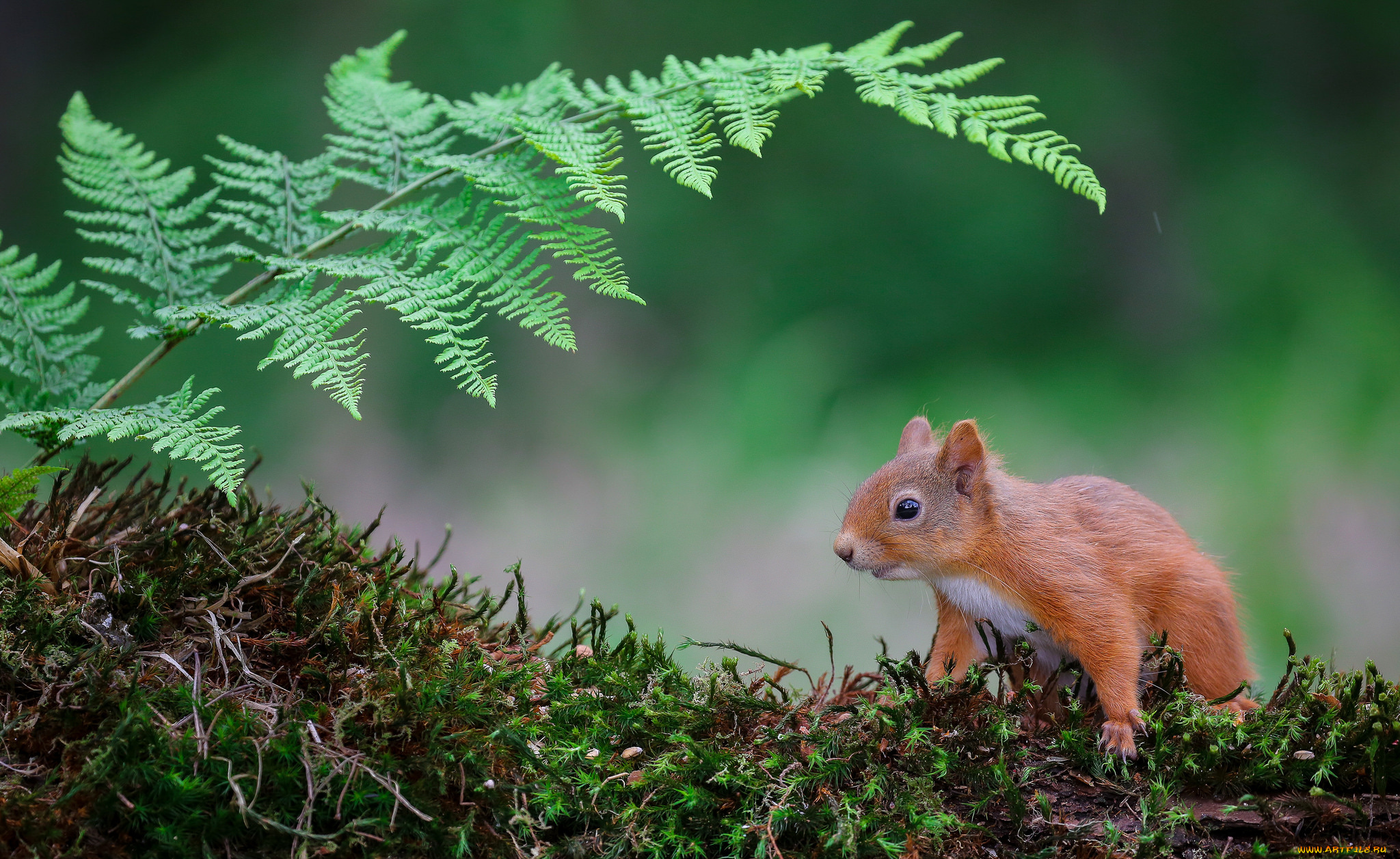 животные, белки, белка, мох, лист, папоротника, природа