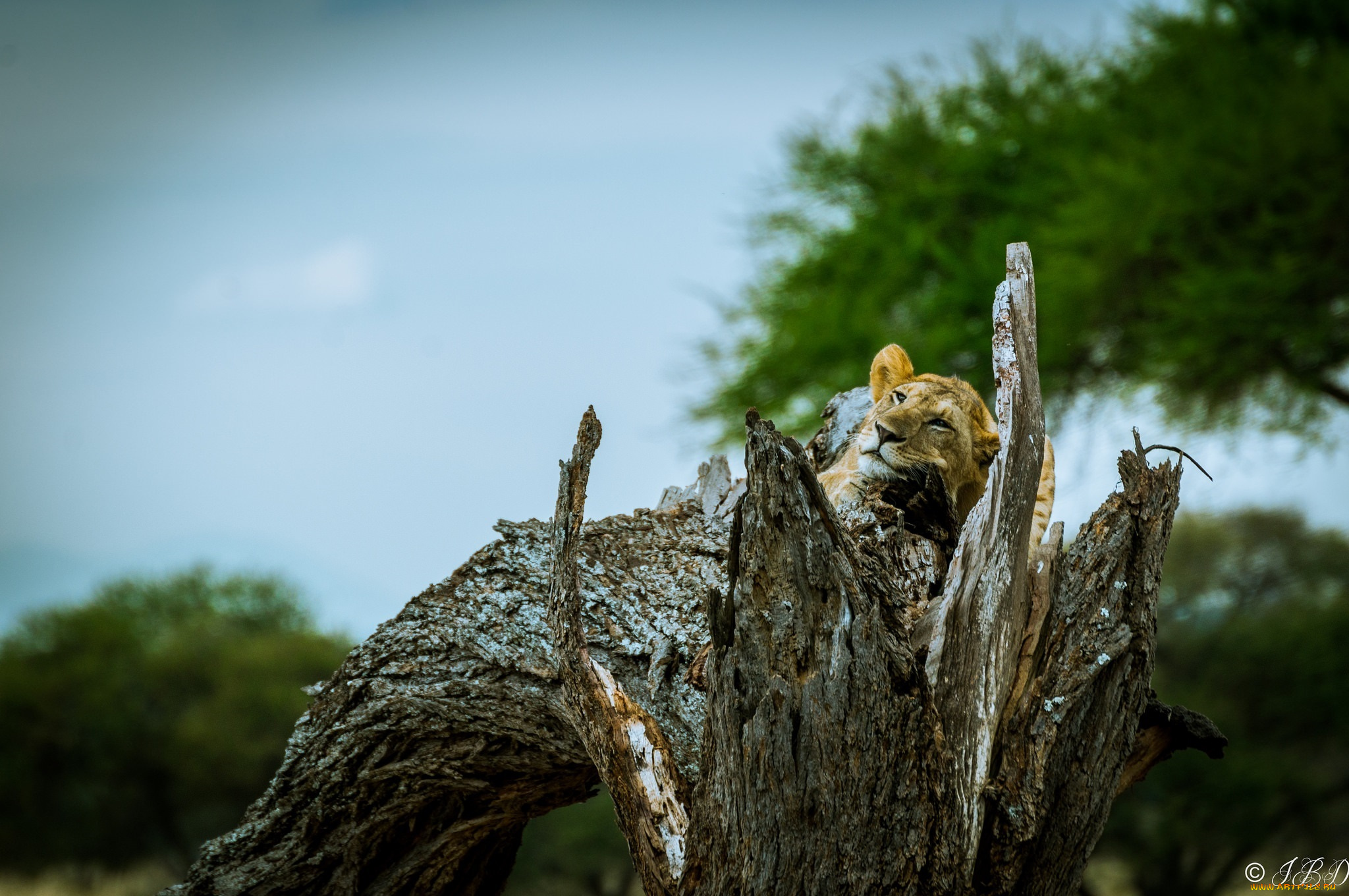 животные, львы, морда, львица, лежит