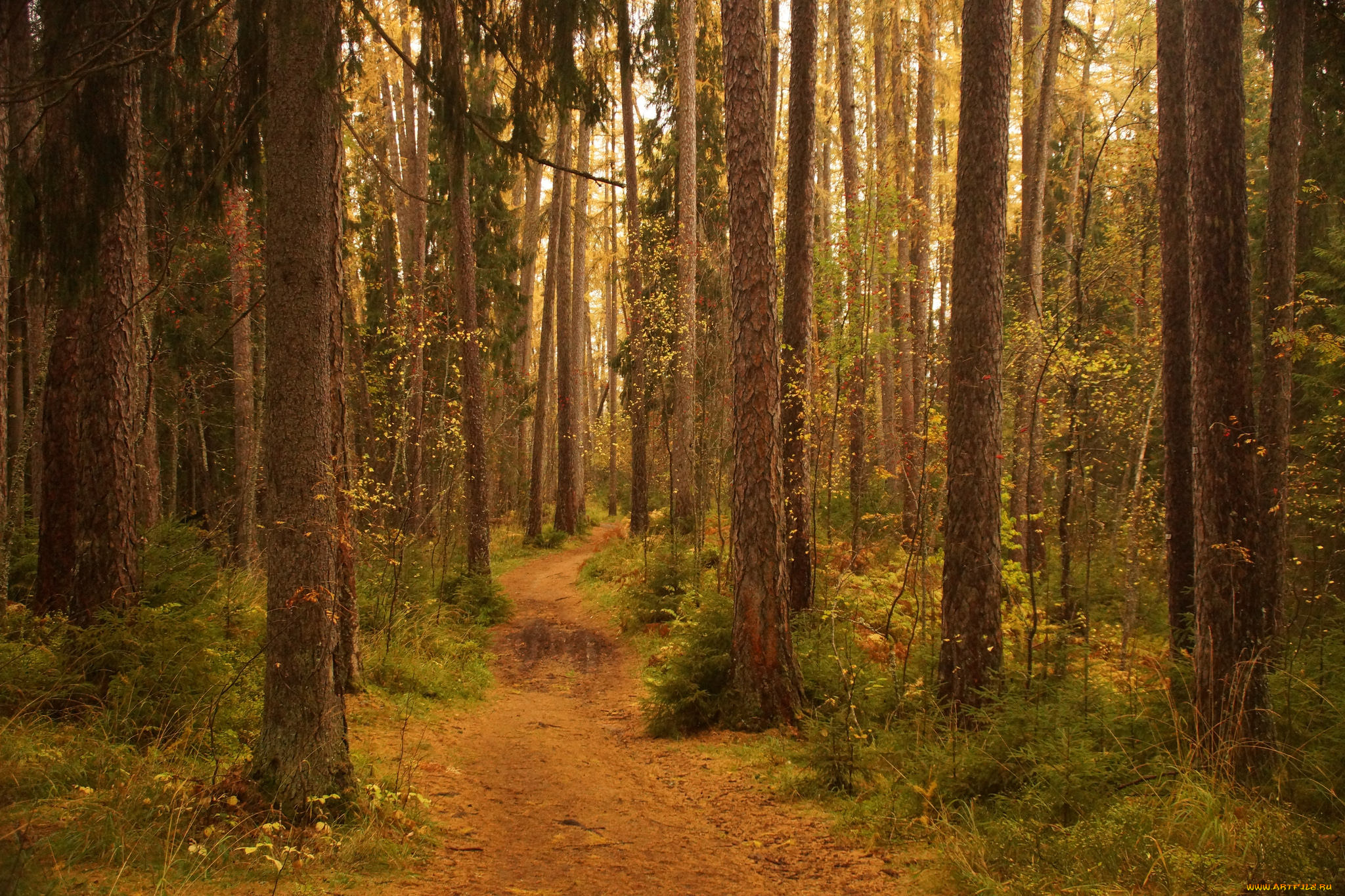 природа, лес, простор