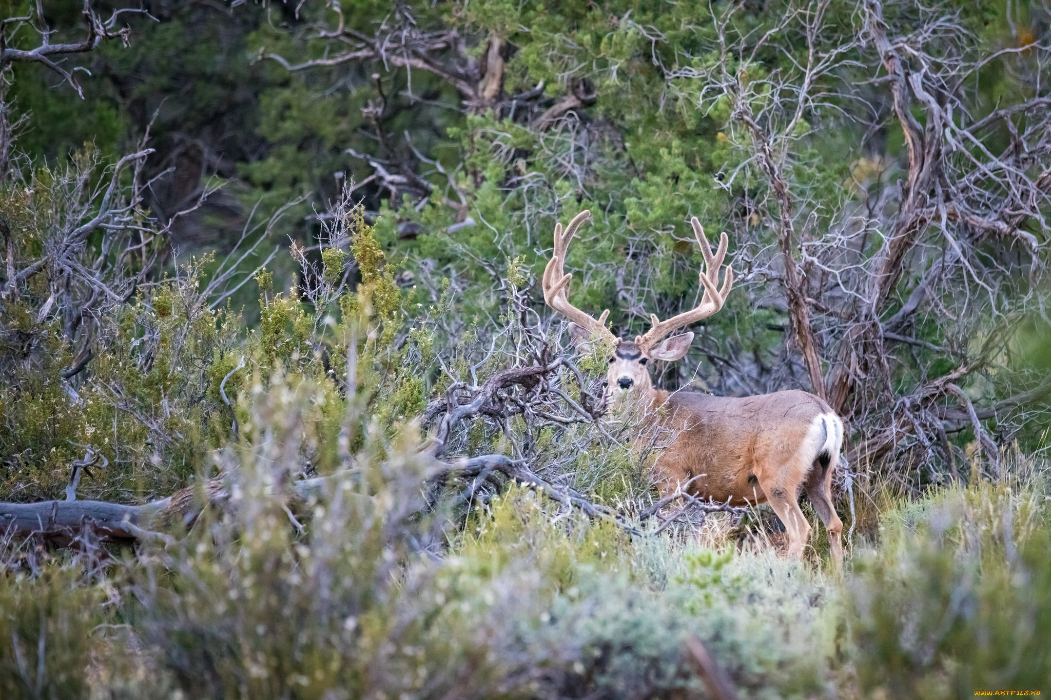 животные, олени, деревья, лес, рога, красавец, заросли