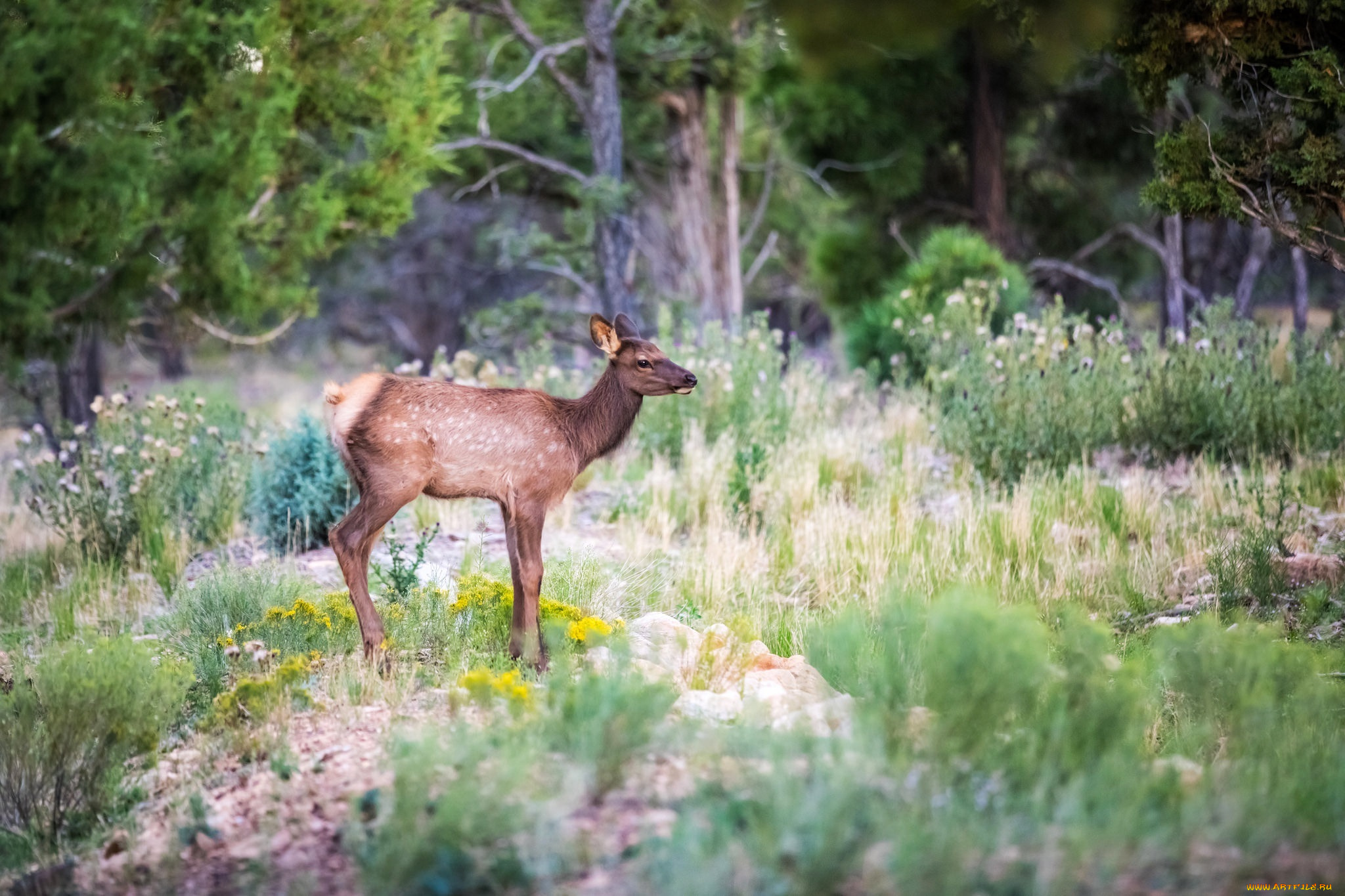 животные, олени, оленёнок, лес, грация, окрас, детёныш