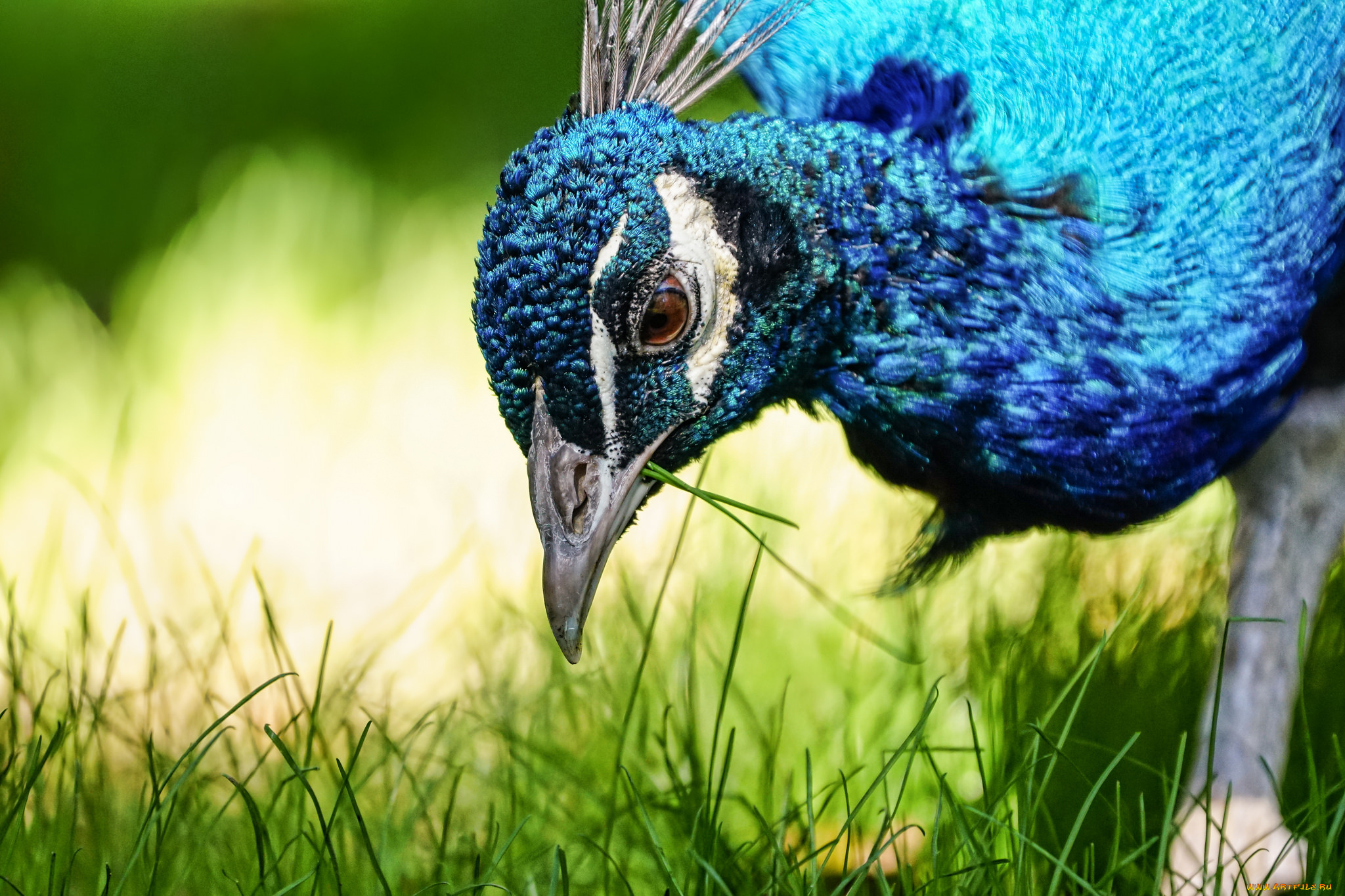 животные, павлины, травка, макро, павлин, птица, природа