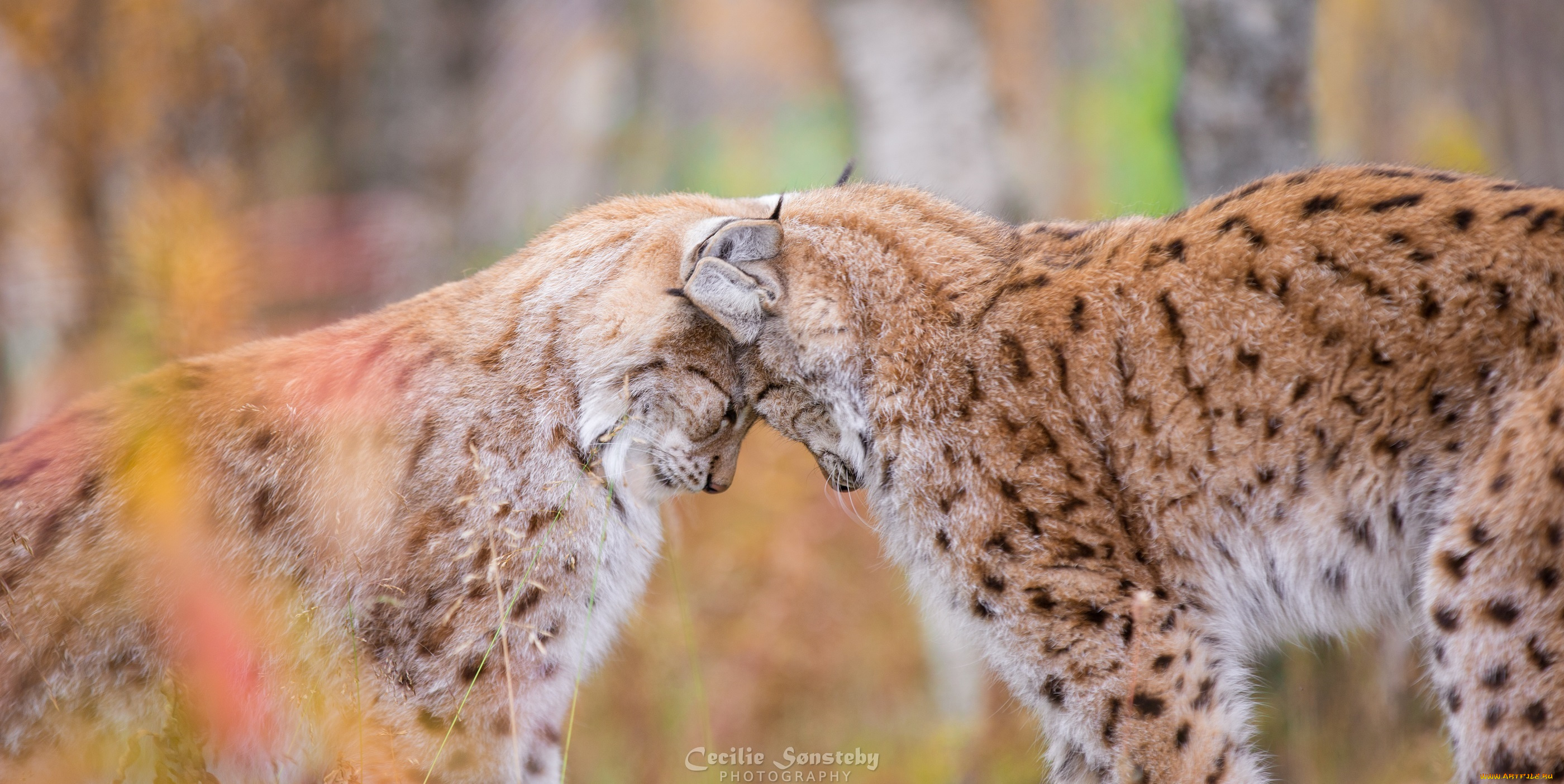 животные, рыси, ласка, парочка, кошки, окрас, мех, любовь