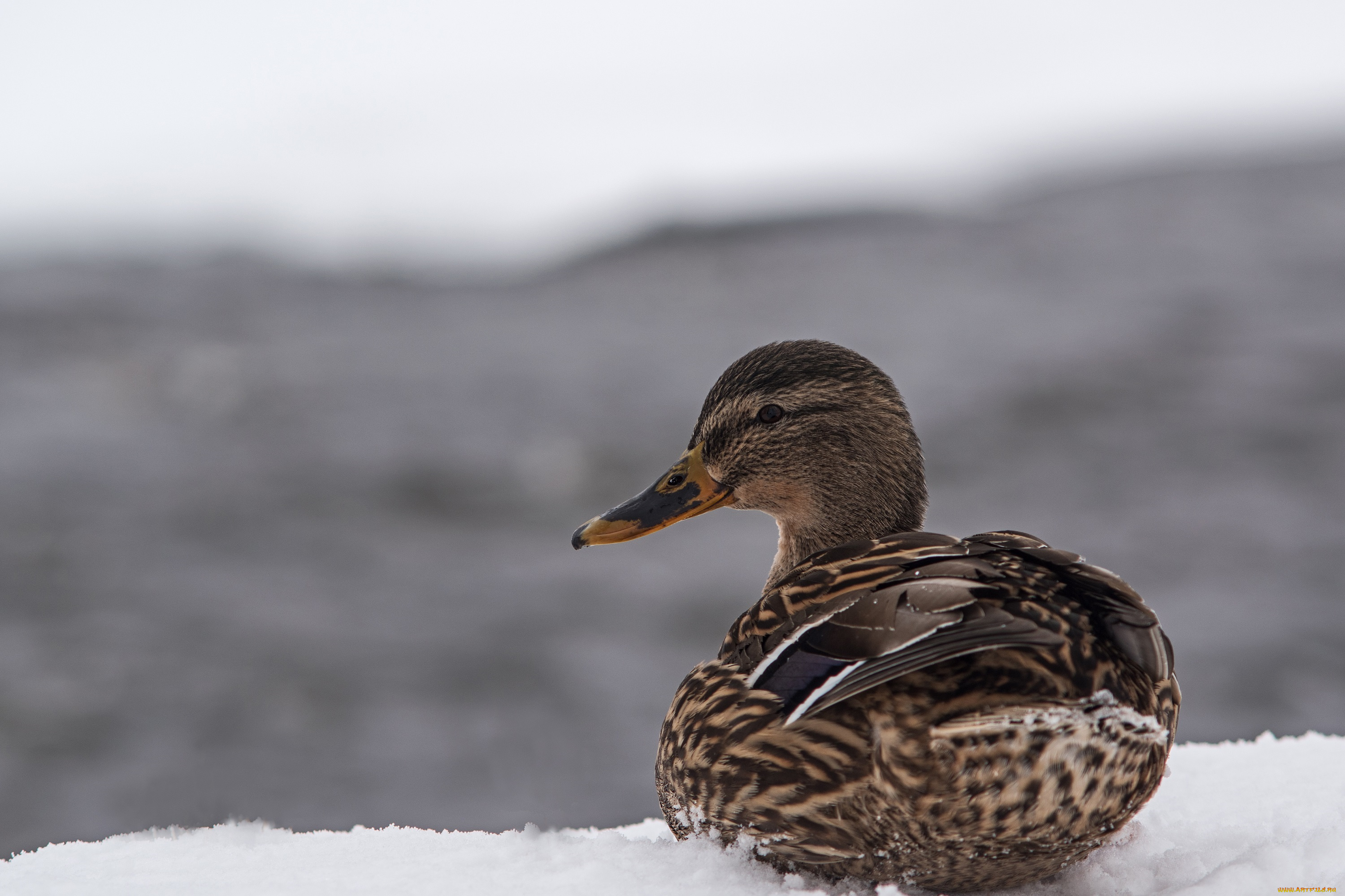животные, утки, снег, оперение, птица, клюв, профиль