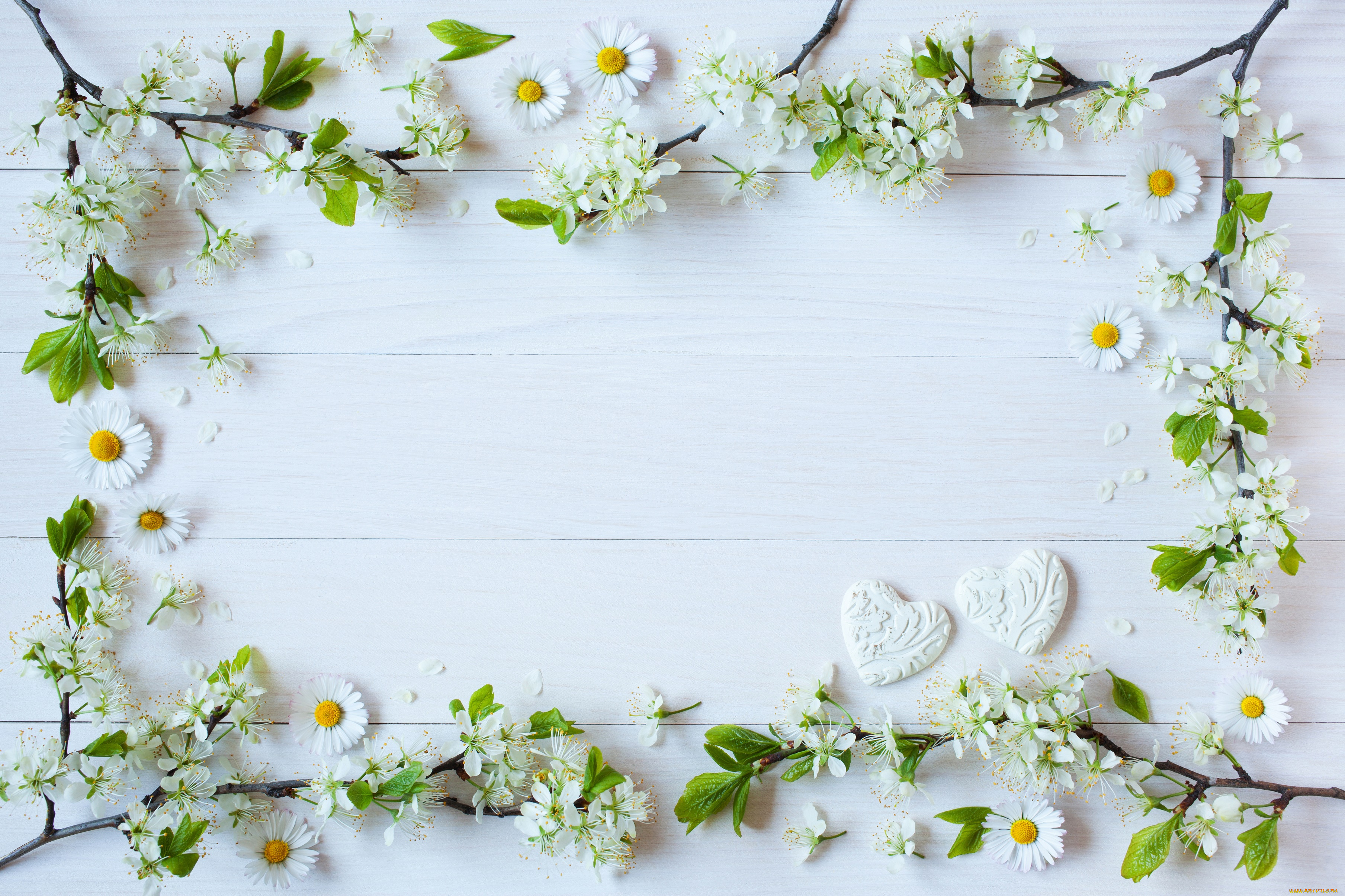 цветы, разные, вместе, ветки, фон, ромашки