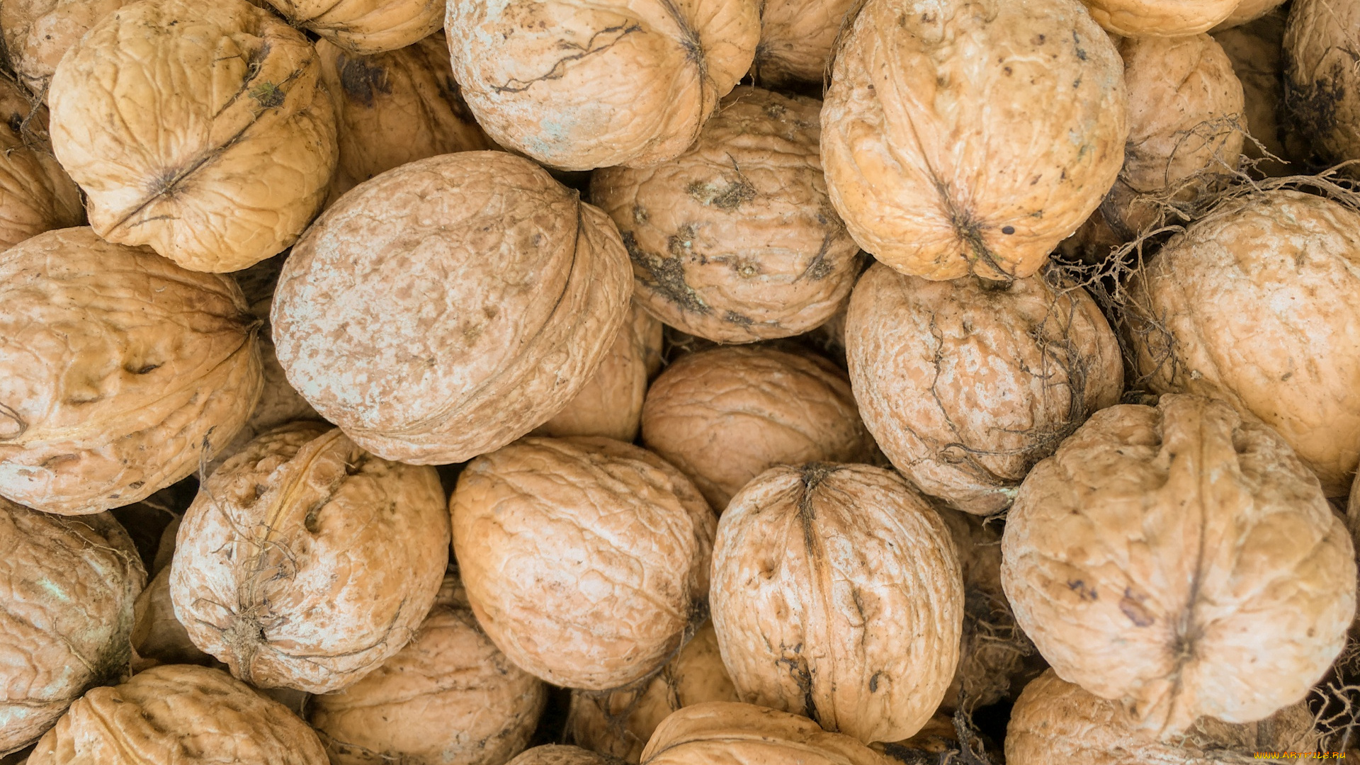 еда, орехи, , каштаны, , какао-бобы, грецкие