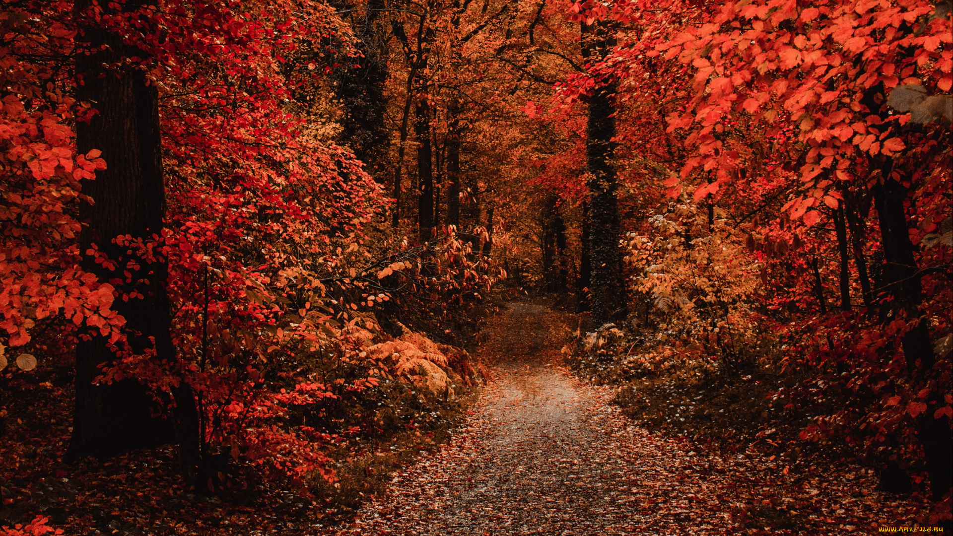 природа, лес, листопад, тропинка, осень