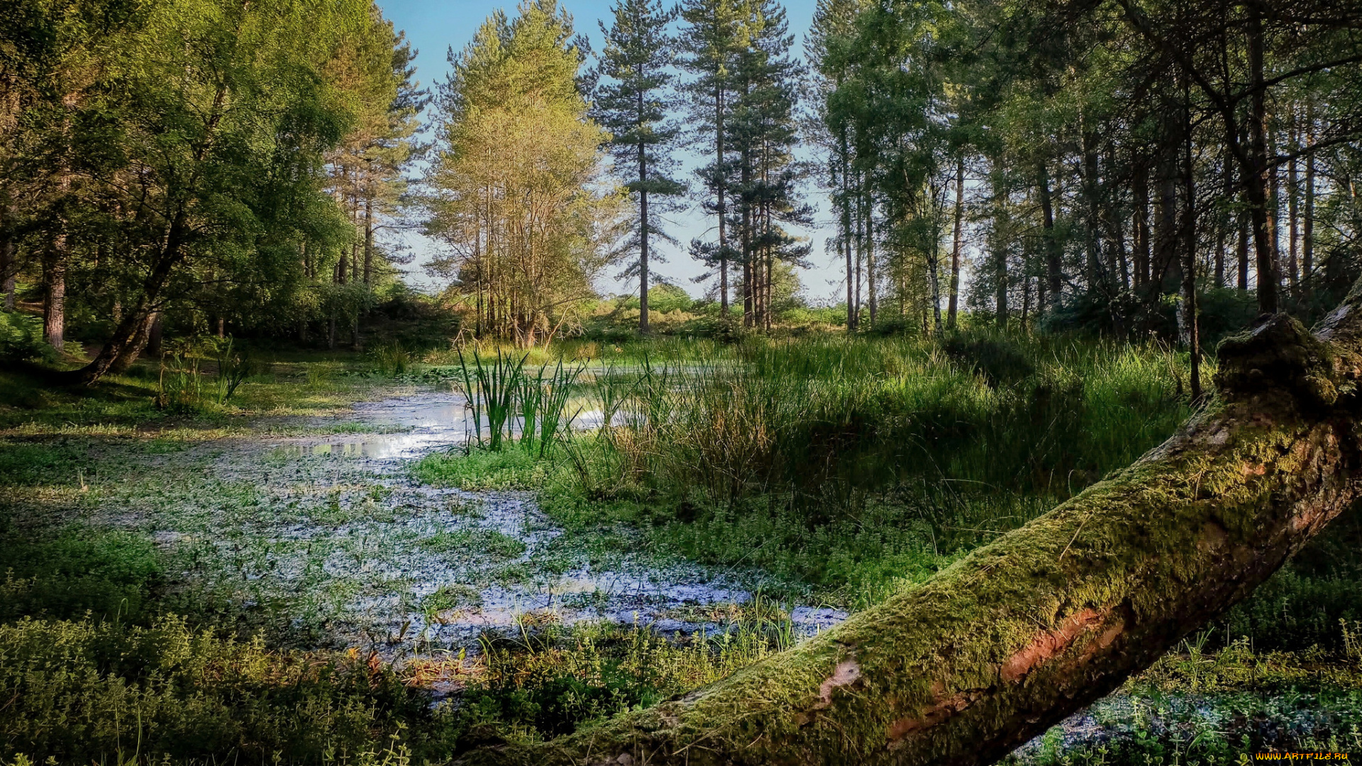 природа, лес, простор