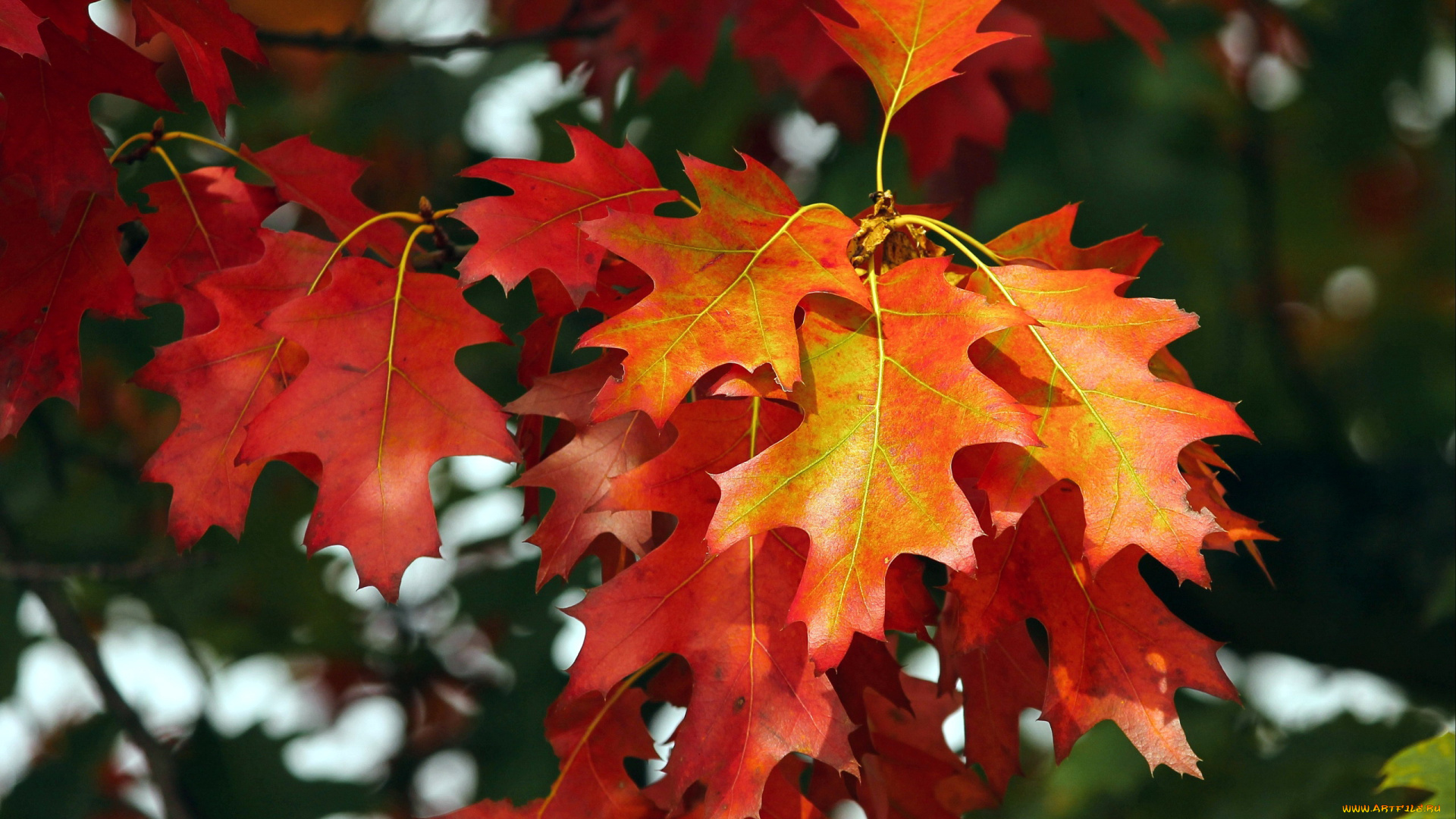 природа, листья, дубовые