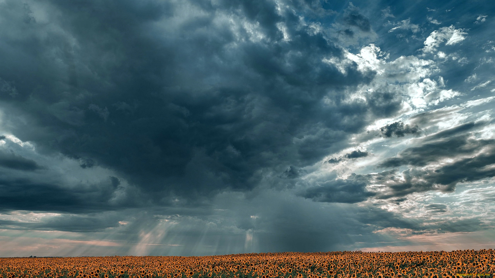 природа, поля, подсолнухи, поле, тучи