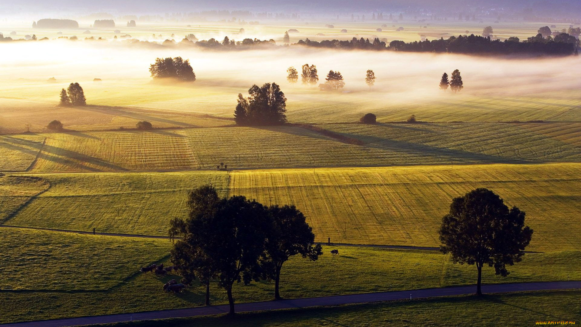 природа, поля, туман, панорама
