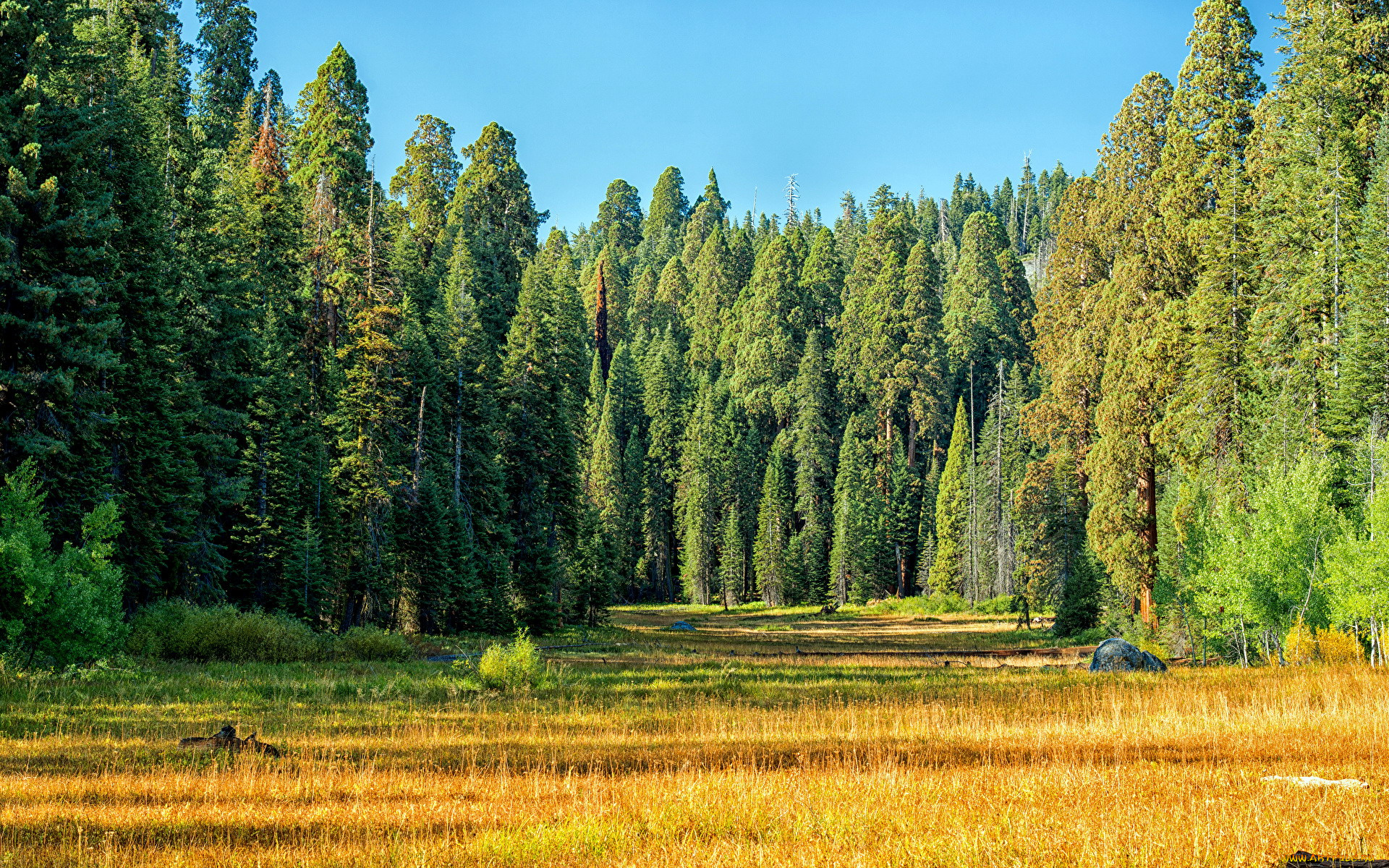 природа, лес, деревья