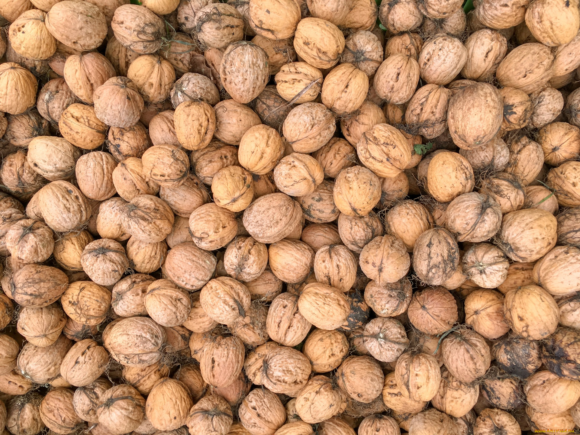 еда, орехи, , каштаны, , какао-бобы, грецкие