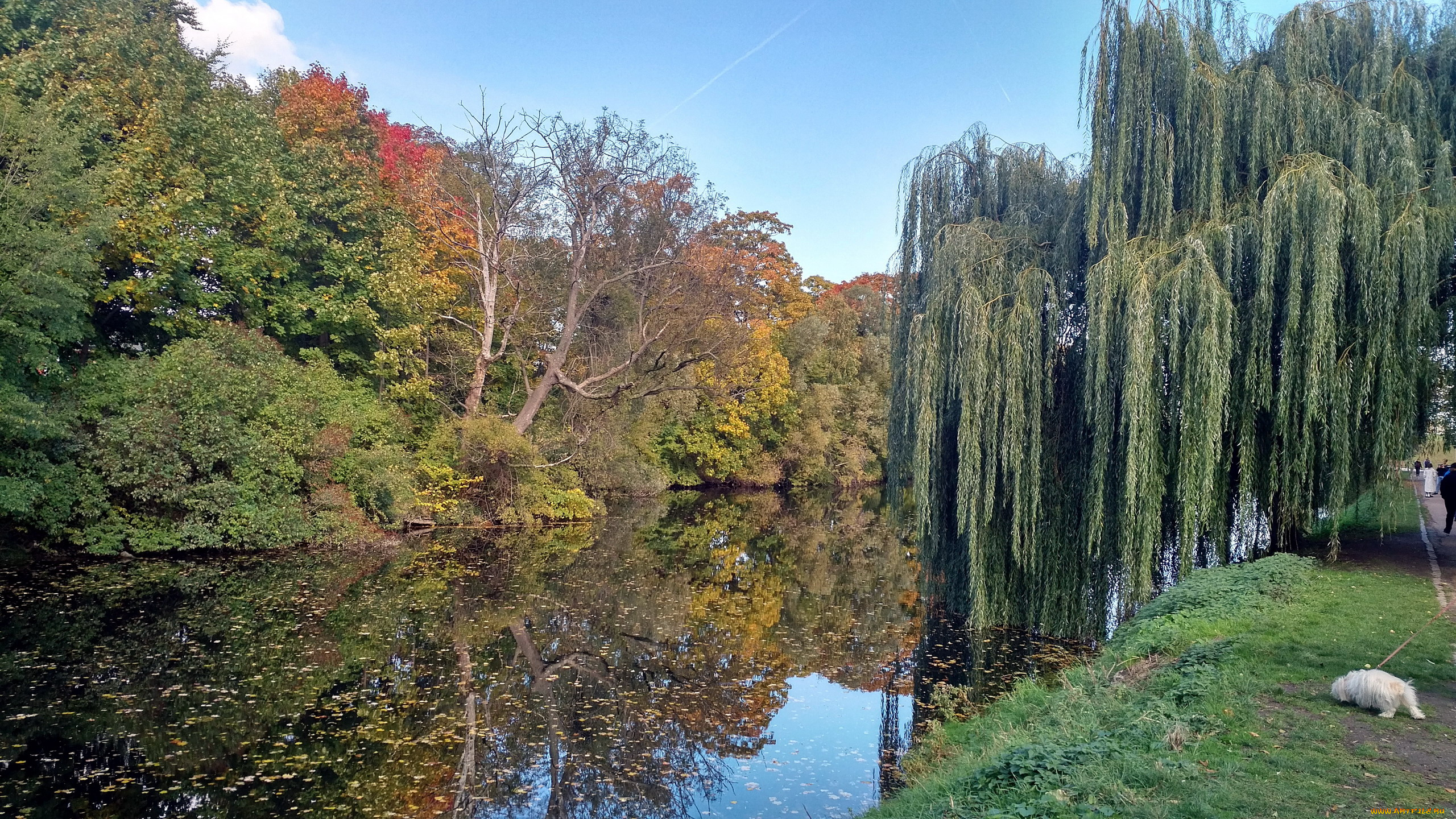 природа, парк, ива, пруд