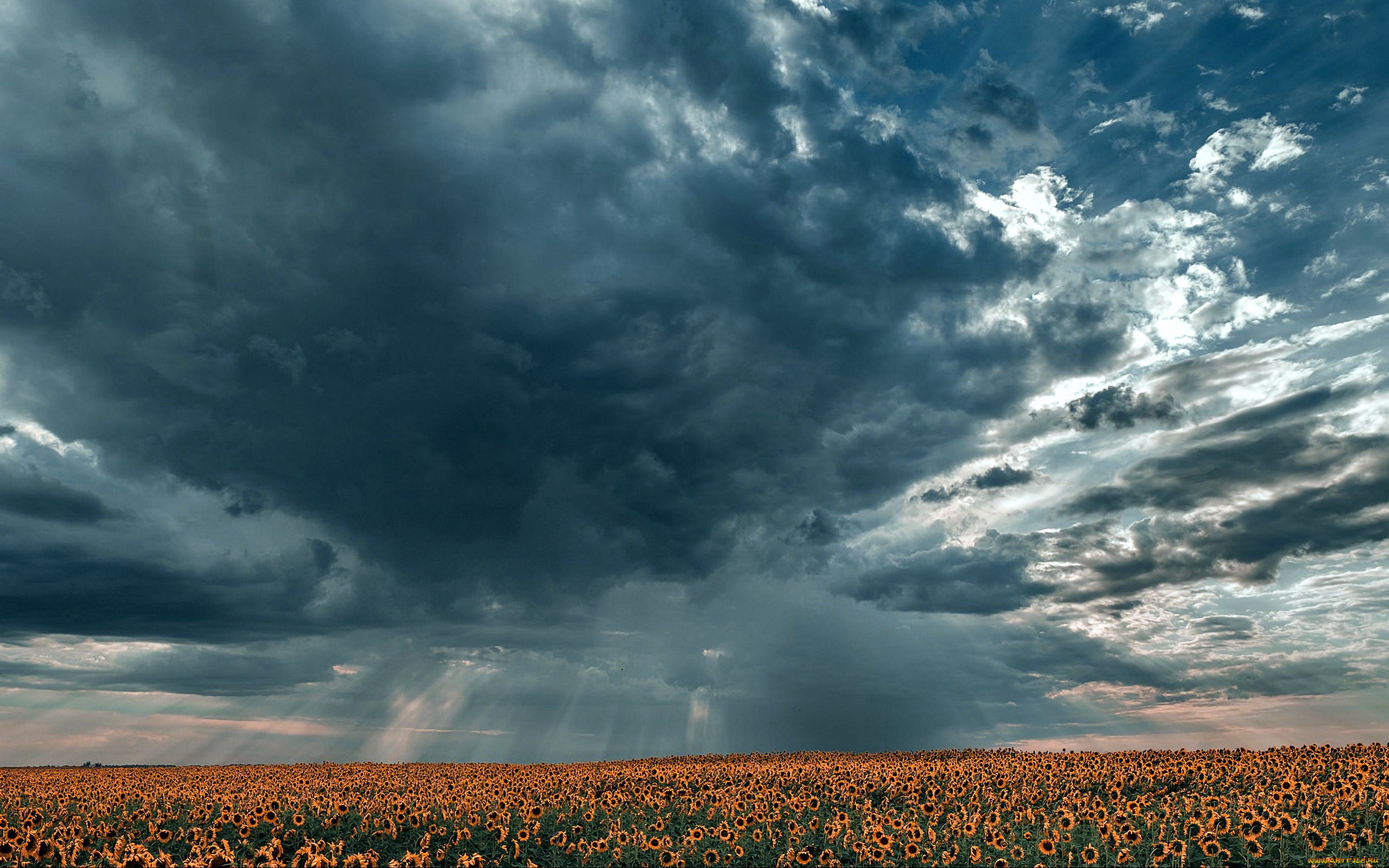 природа, поля, подсолнухи, поле, тучи