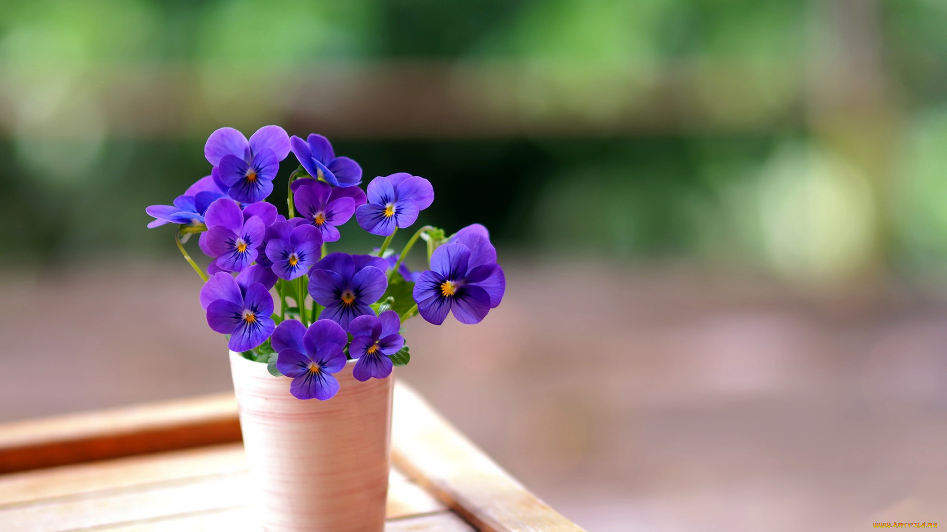 цветы, анютины, глазки, , садовые, фиалки, букетик