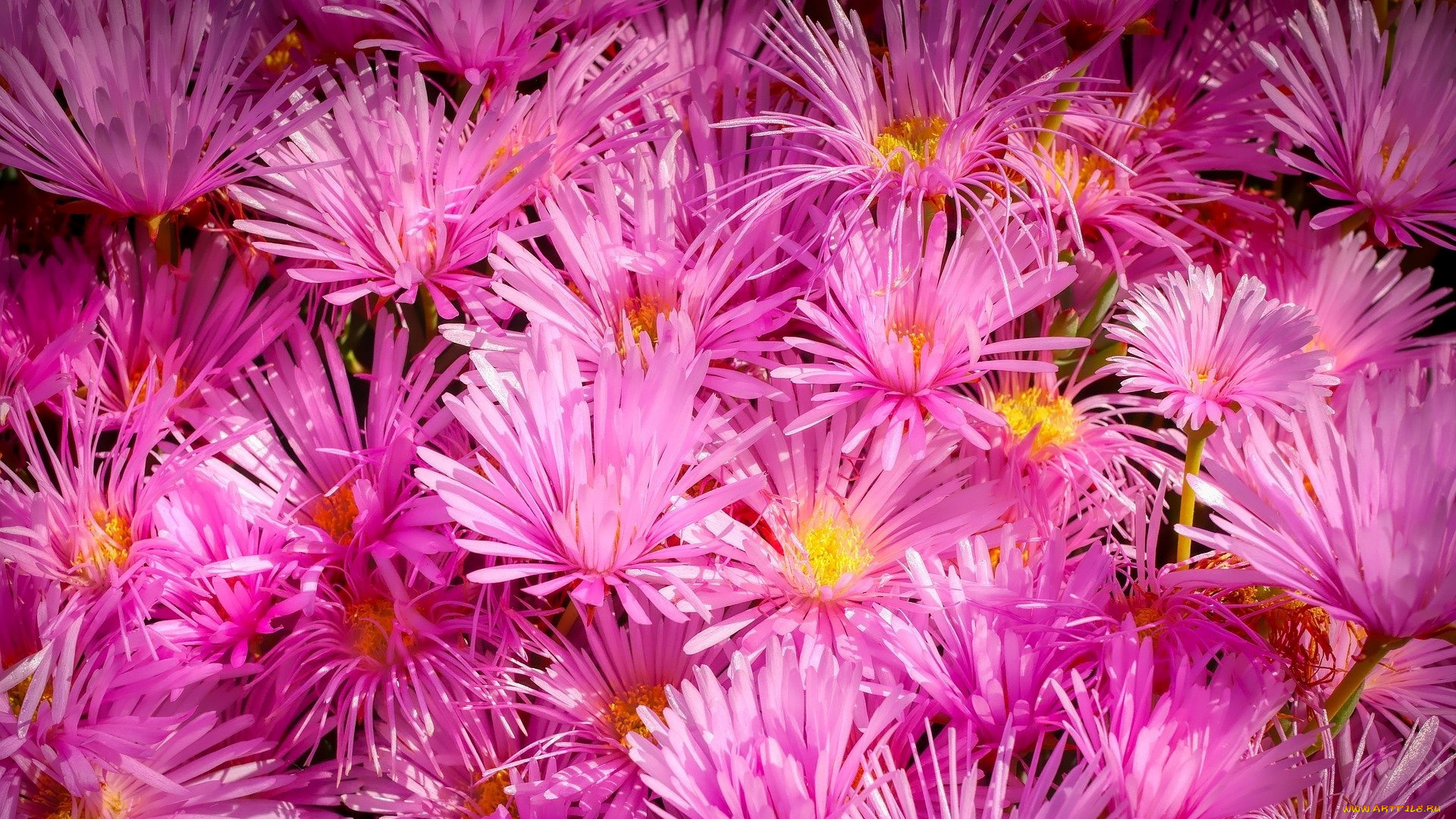 цветы, астры, розовый