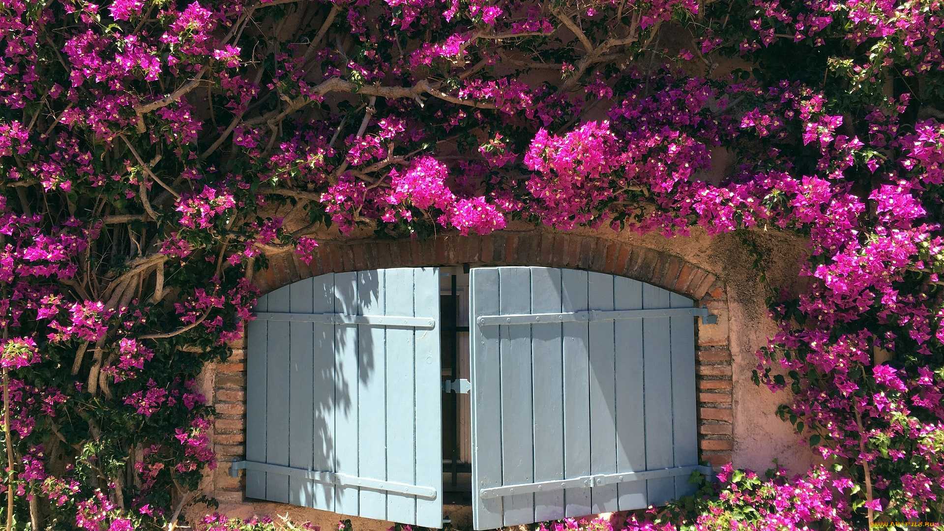 цветы, бугенвиллея, куст