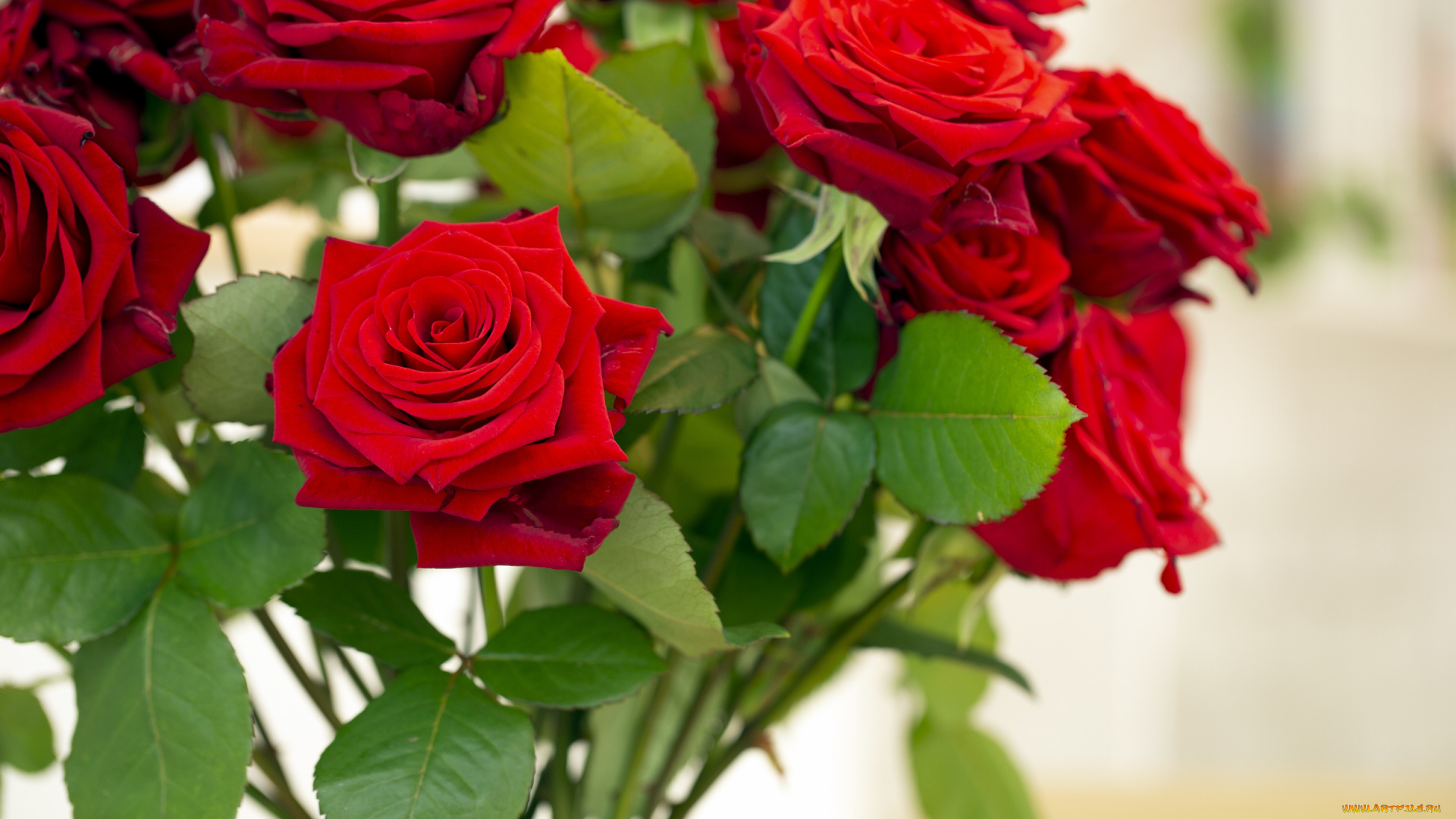 цветы, розы, ваза, букет