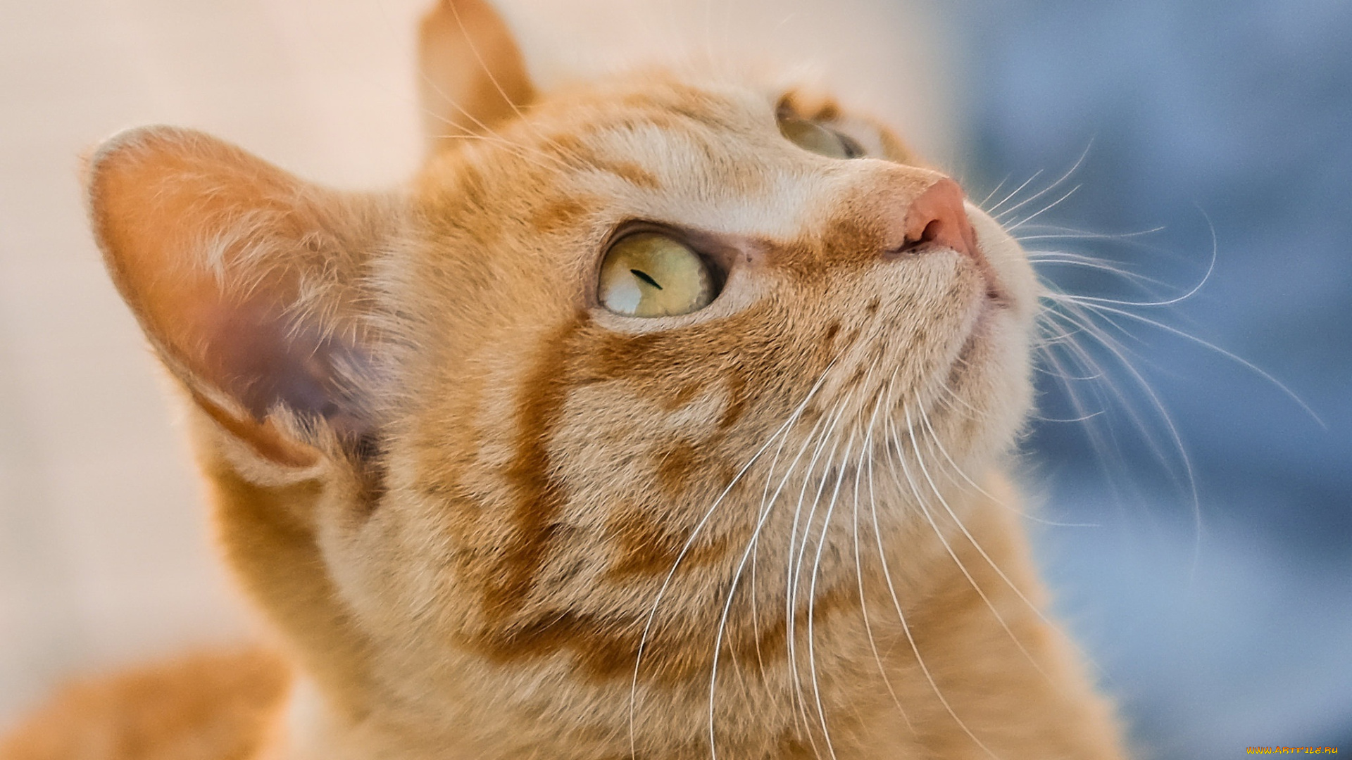 животные, коты, рыжий