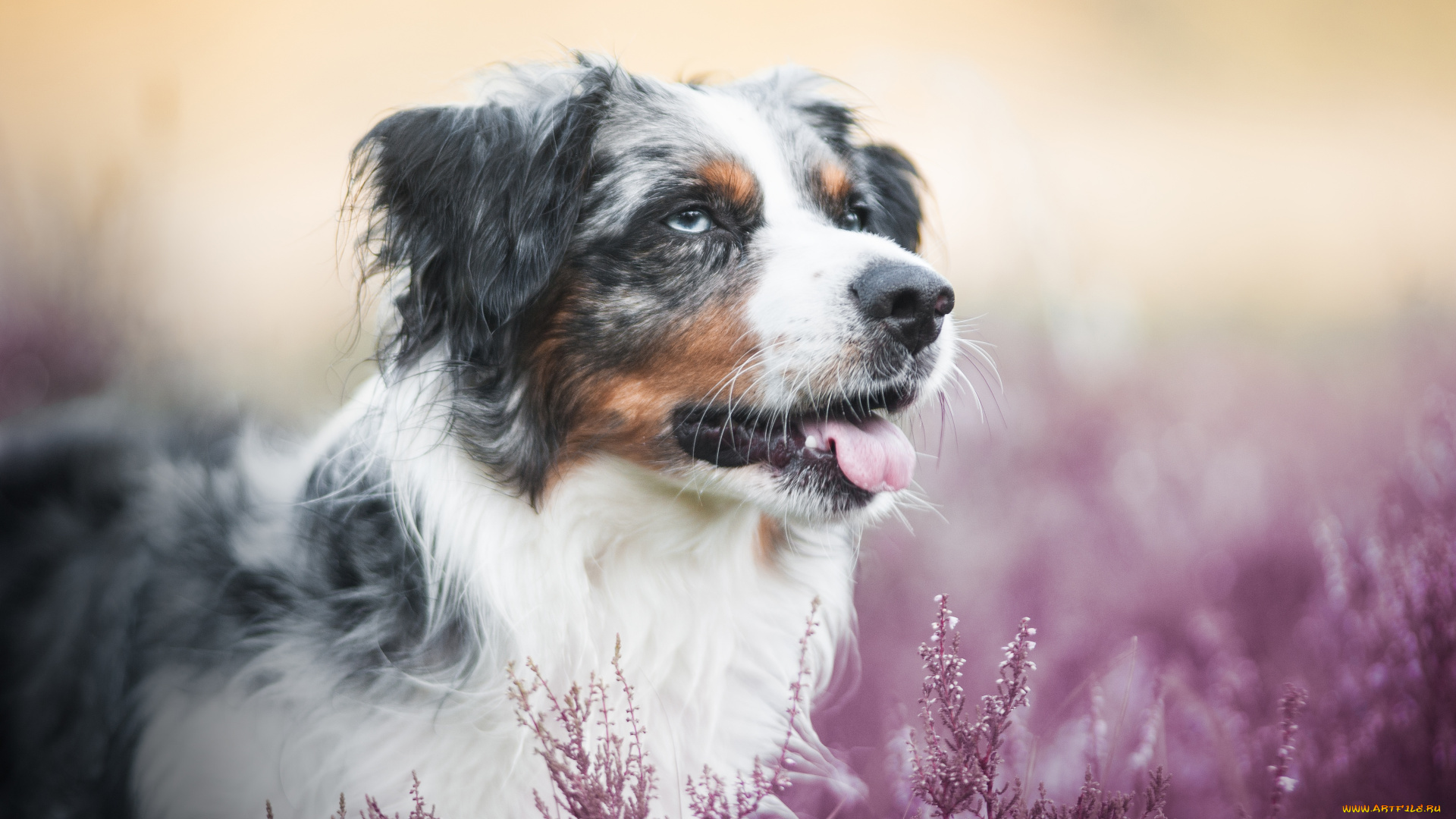 животные, собаки, австралийская, овчарка