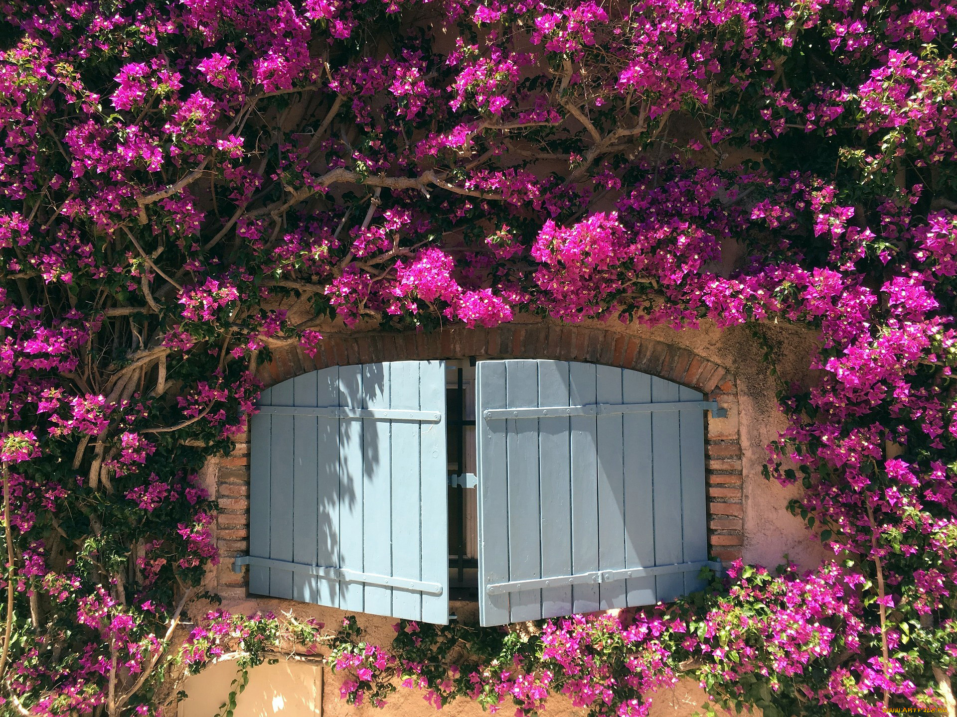 цветы, бугенвиллея, куст