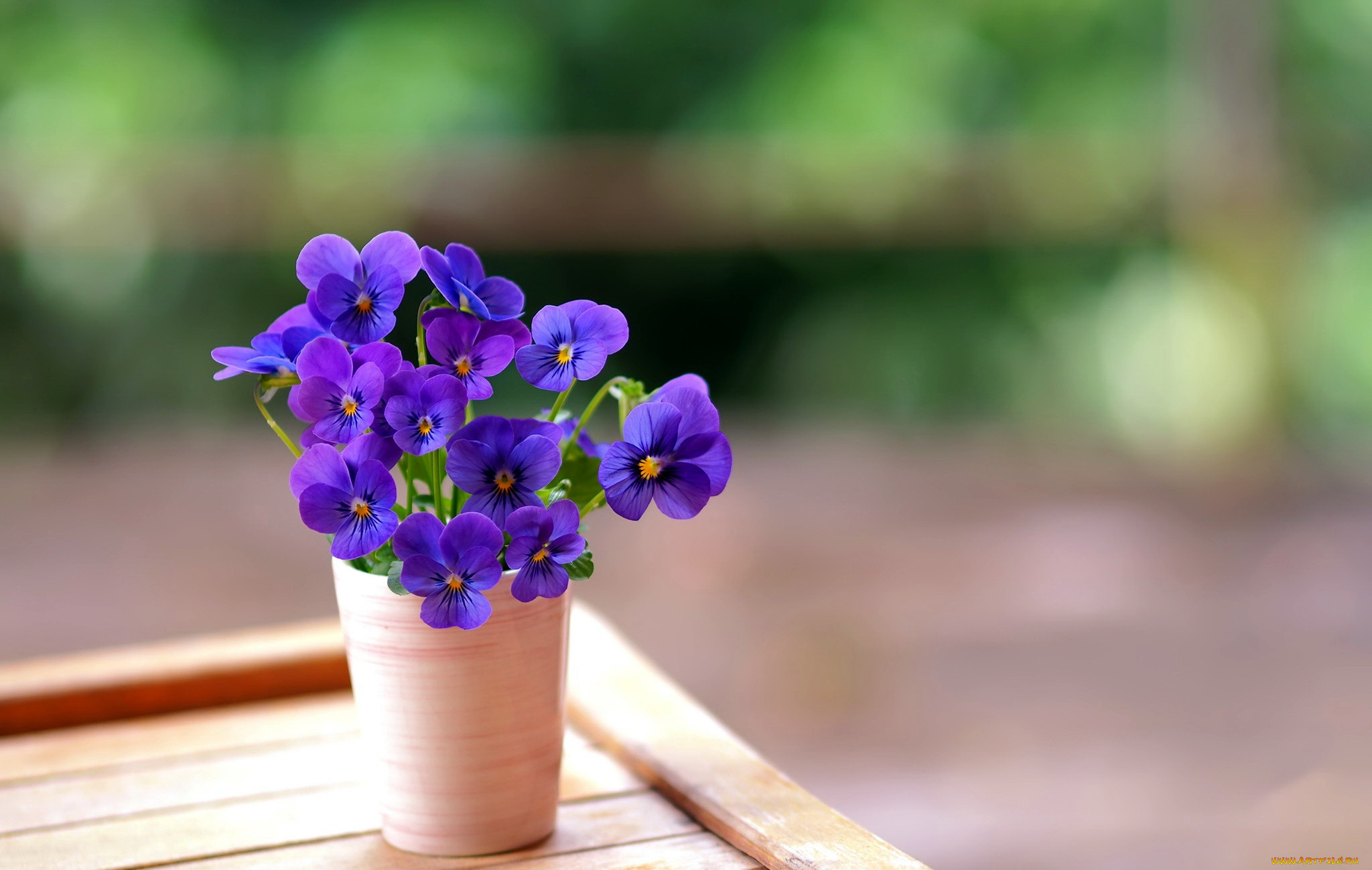 цветы, анютины, глазки, , садовые, фиалки, букетик