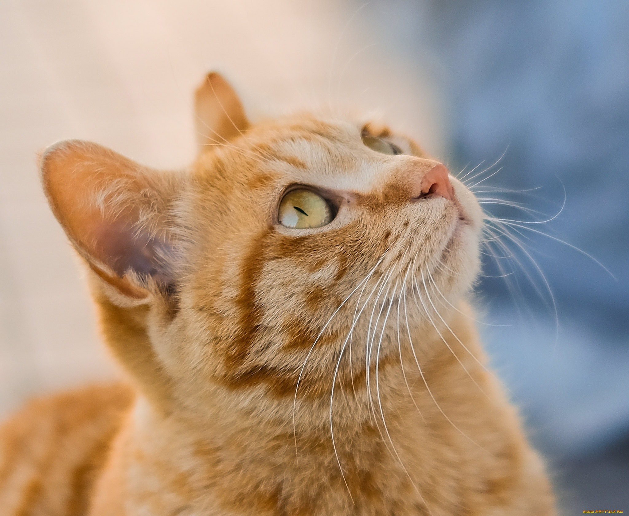 животные, коты, рыжий