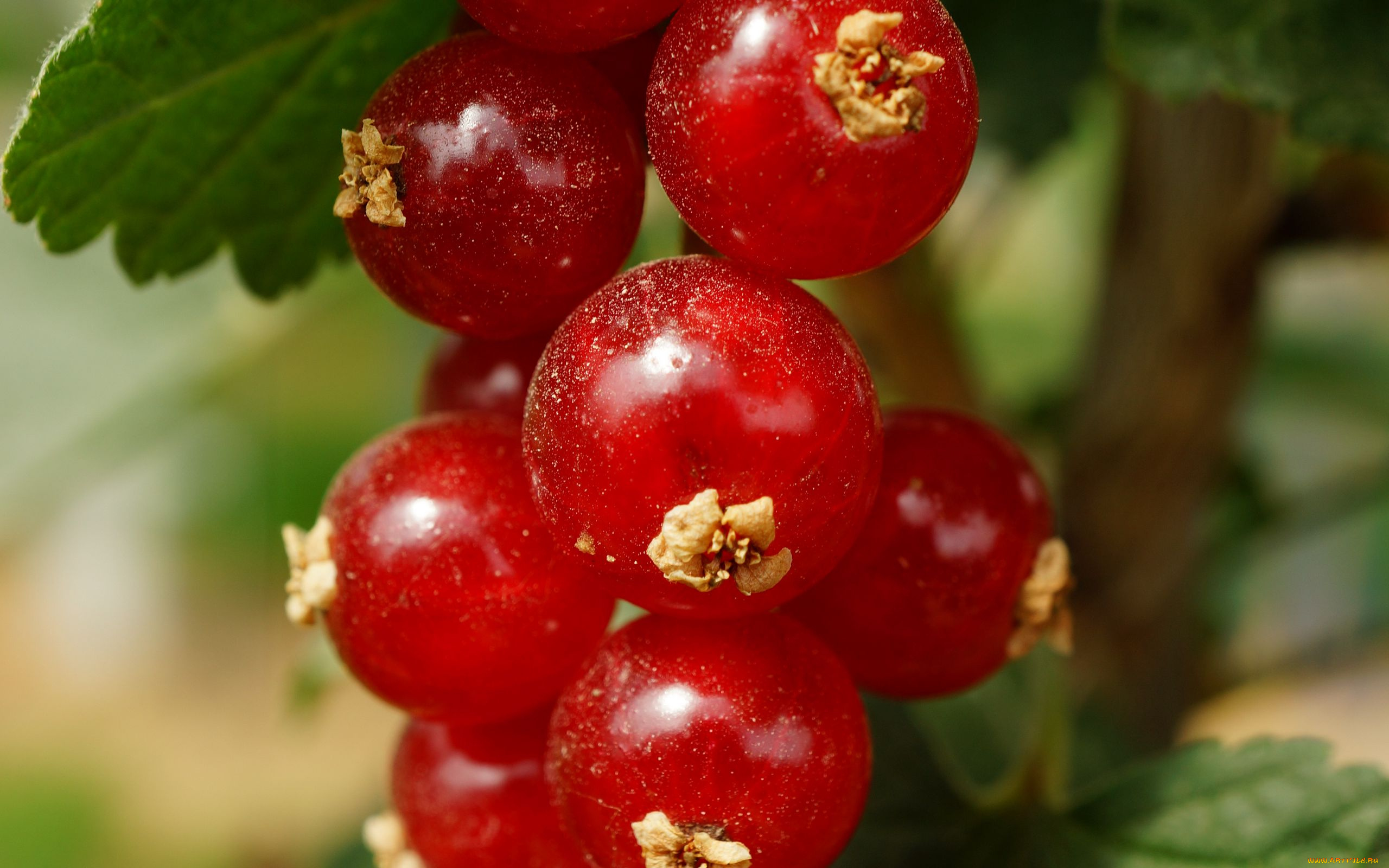 природа, ягоды, красная, смородина