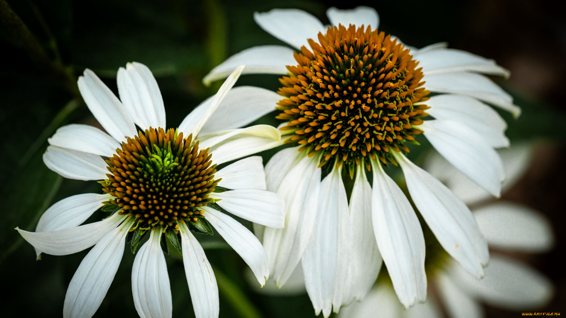 цветы, эхинацея, белая, макро